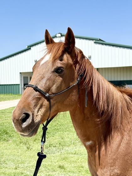 Enlarge JJ, a Adoptable mixed breed in Fort Worth, TX image 1/3