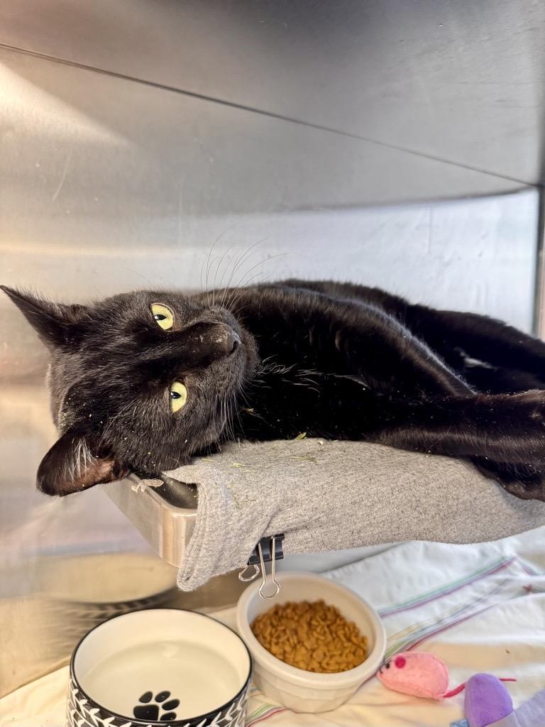 Enlarge Norris, an adopted Domestic Short Hair in Midland, MI image 3/3