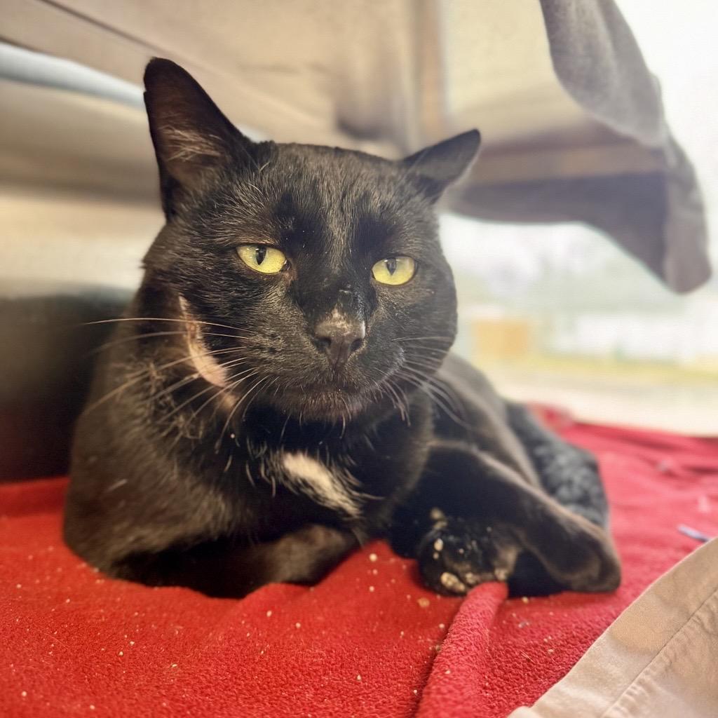 Enlarge Norris, an adopted Domestic Short Hair in Midland, MI image 1/3