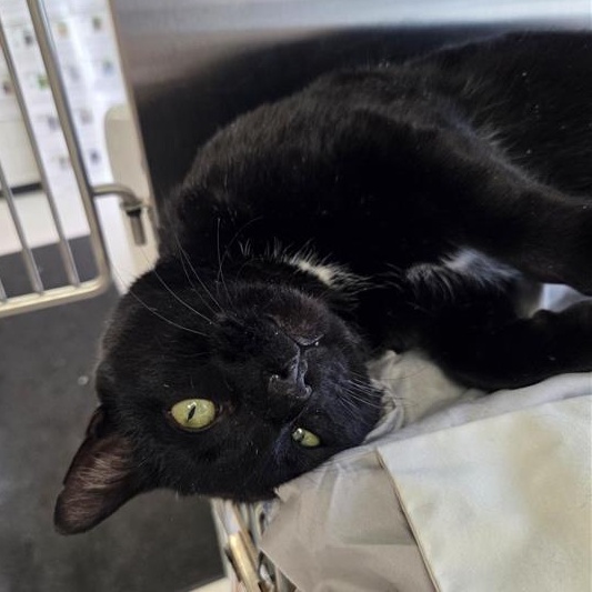 Enlarge Norris, an adopted Domestic Short Hair in Midland, MI image 2/3