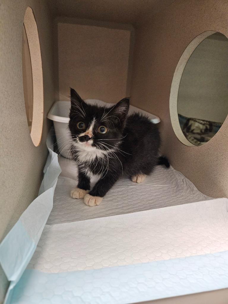 Enlarge Millie, a Adoptable mixed breed in Morgantown, KY image 1/1