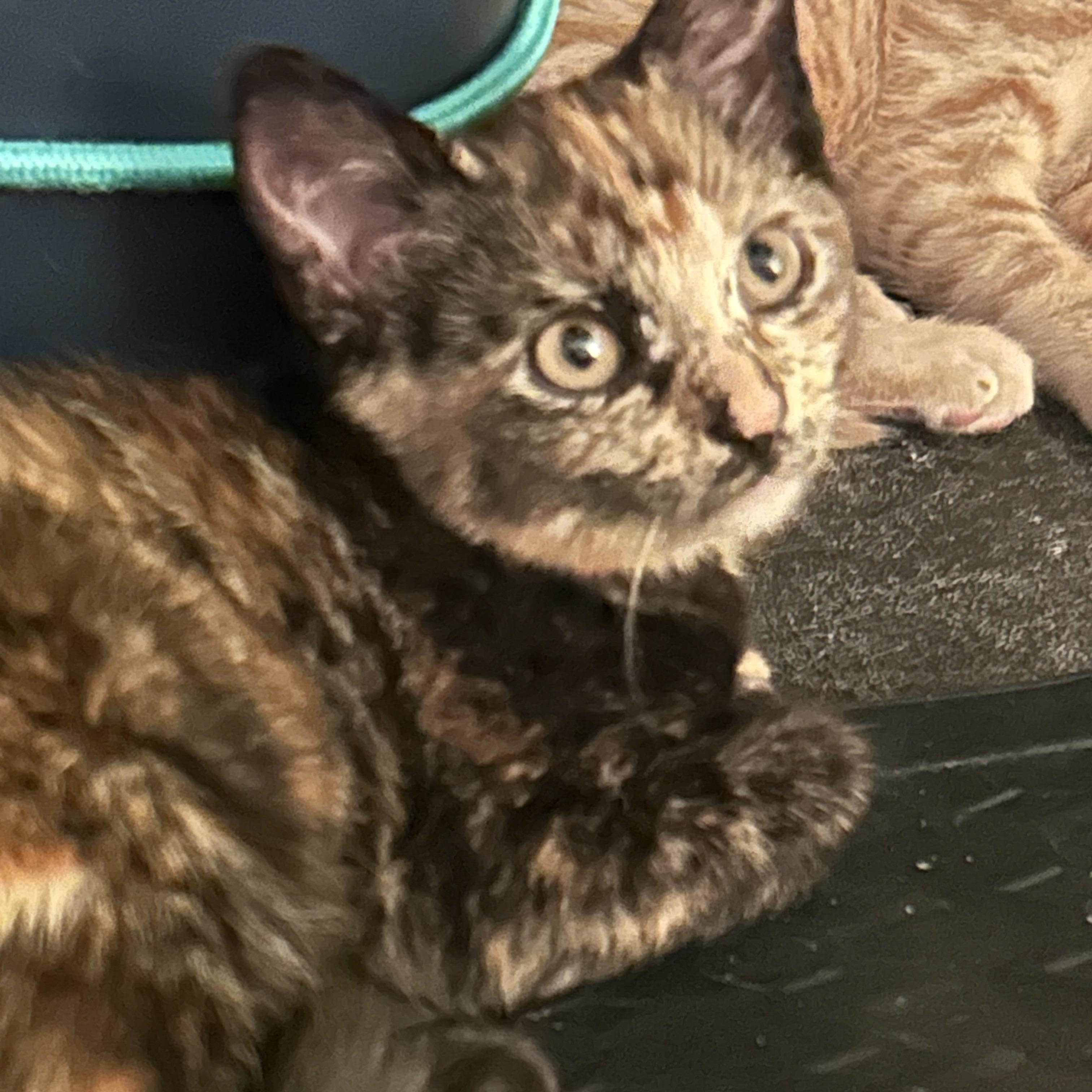 Nova, adopted, Kitten Female Domestic Short Hair.