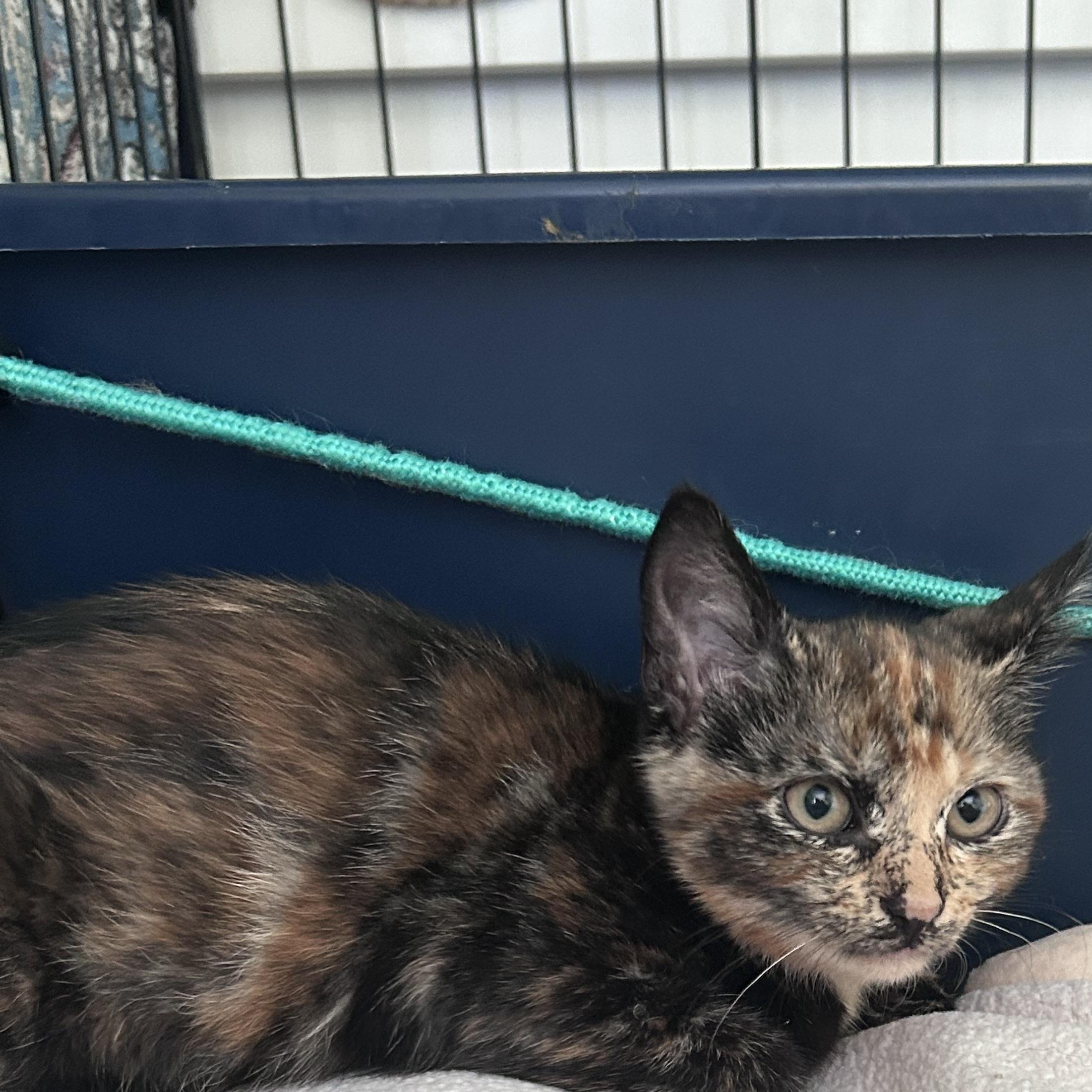 Enlarge Nova, an adopted Domestic Short Hair in Yardley, PA image 2/2