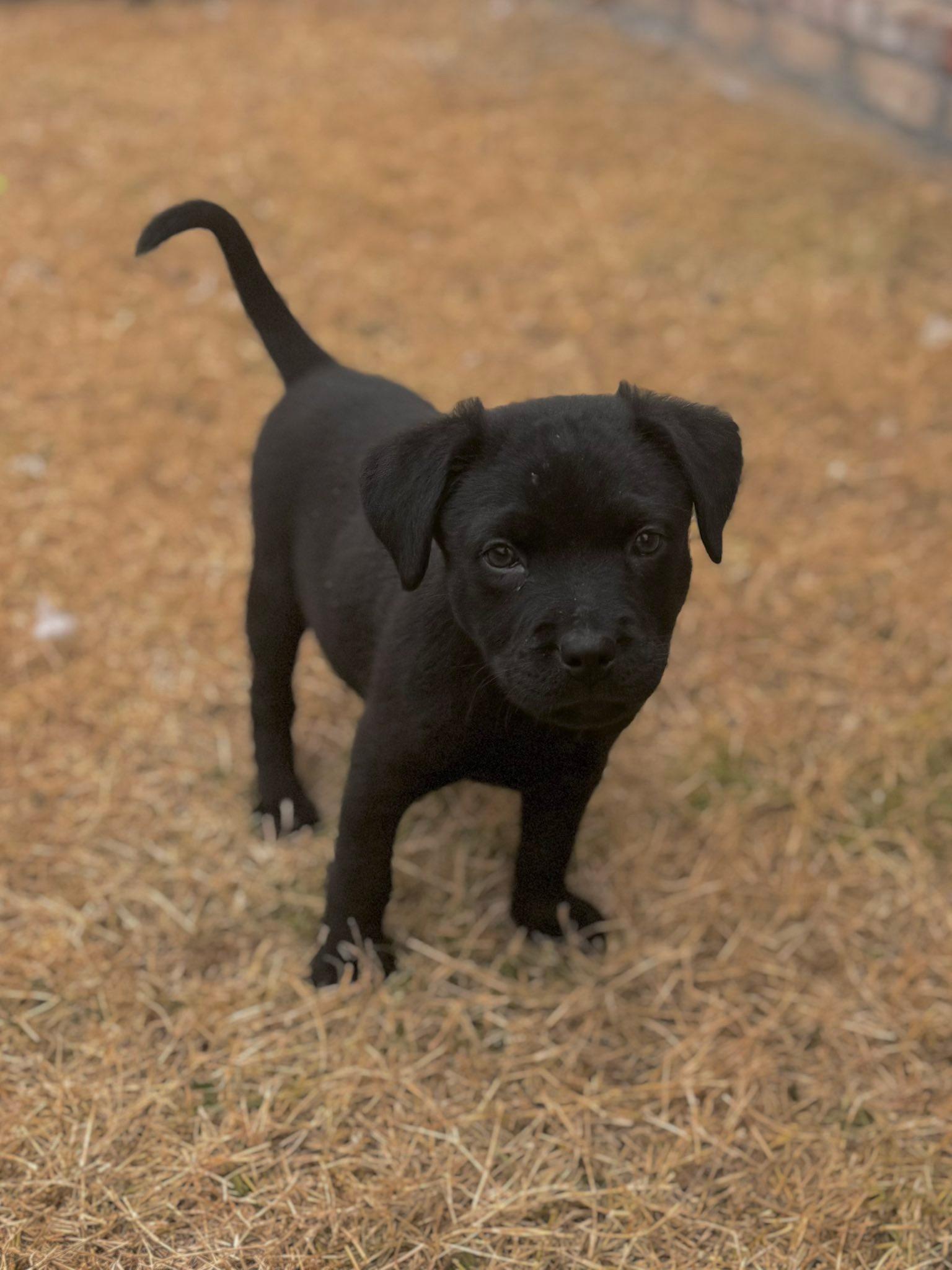 Dillard - Dresden Dog