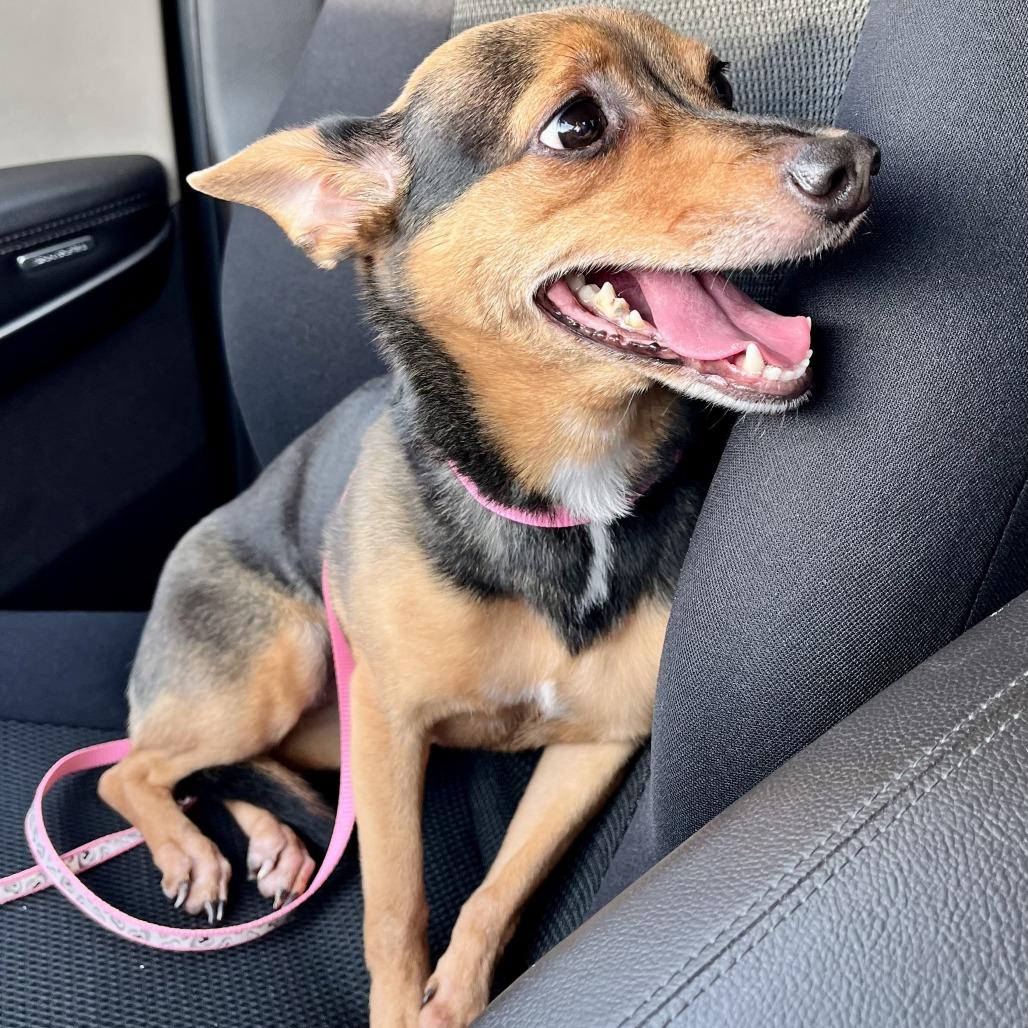 Enlarge Angel, a Adoptable mixed breed in Lenoir, NC image 2/6