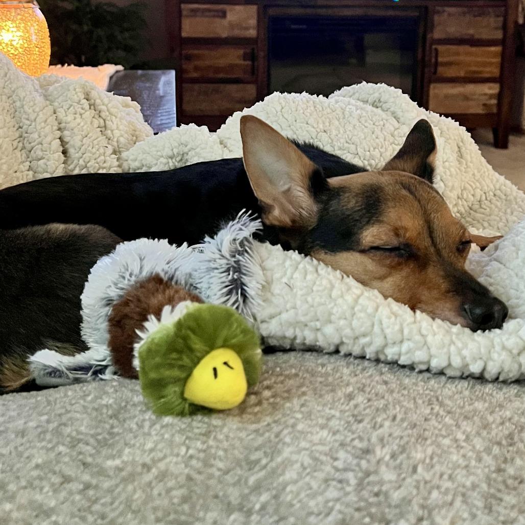 Enlarge Angel, a Adoptable mixed breed in Lenoir, NC image 3/6