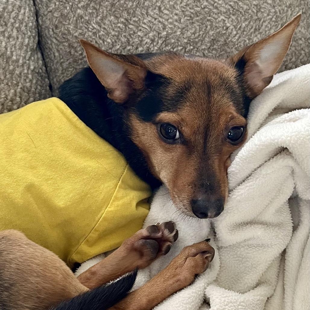 Enlarge Angel, a Adoptable mixed breed in Lenoir, NC image 4/6