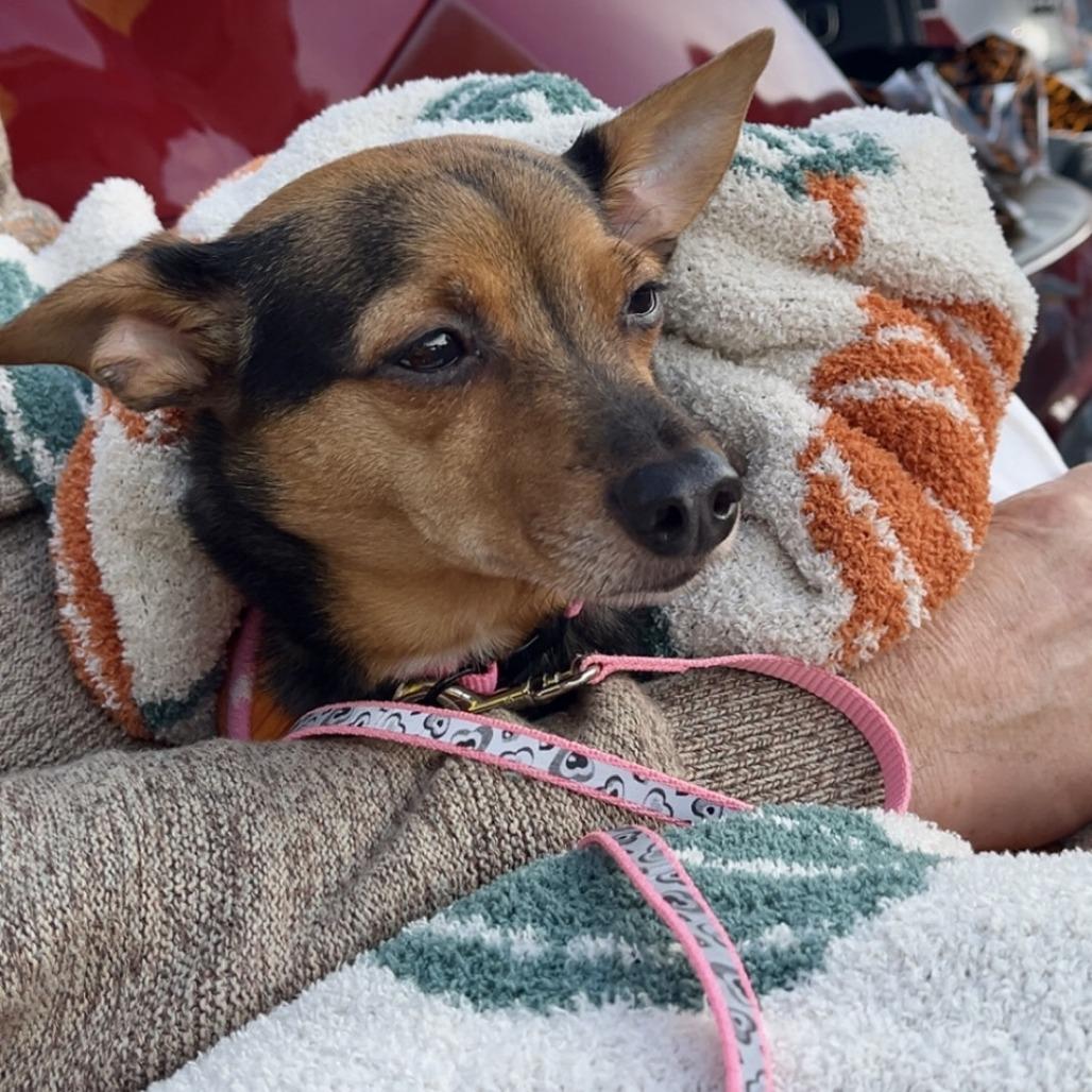 Enlarge Angel, a Adoptable mixed breed in Lenoir, NC image 5/6