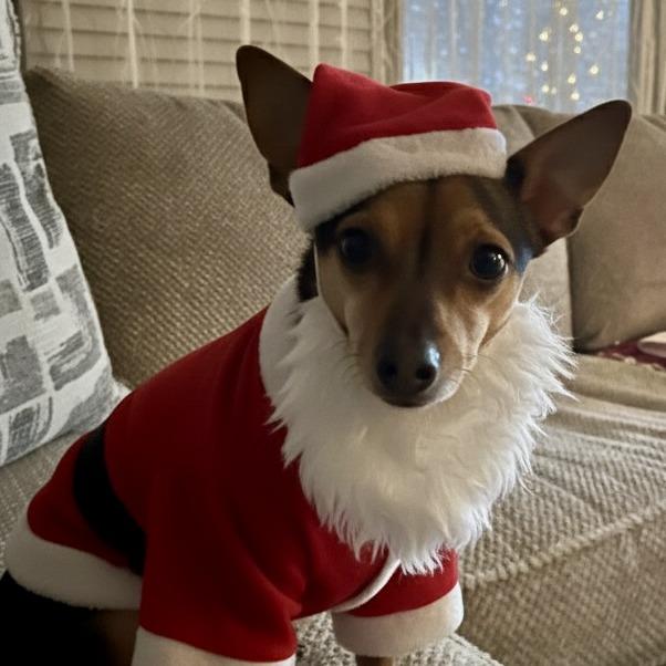 Enlarge Angel, a Adoptable mixed breed in Lenoir, NC image 6/6