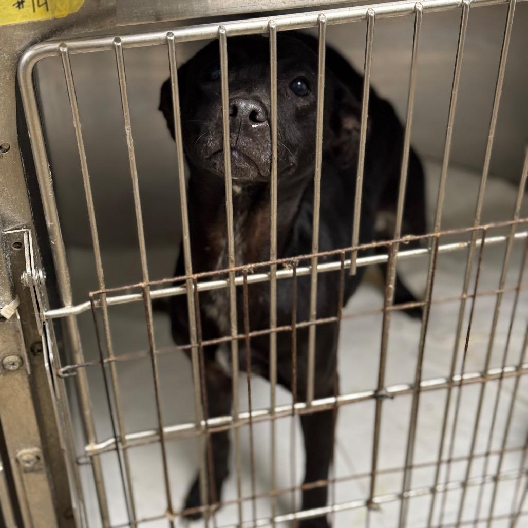 Michelle, Adoptable, Adult Female Terrier.