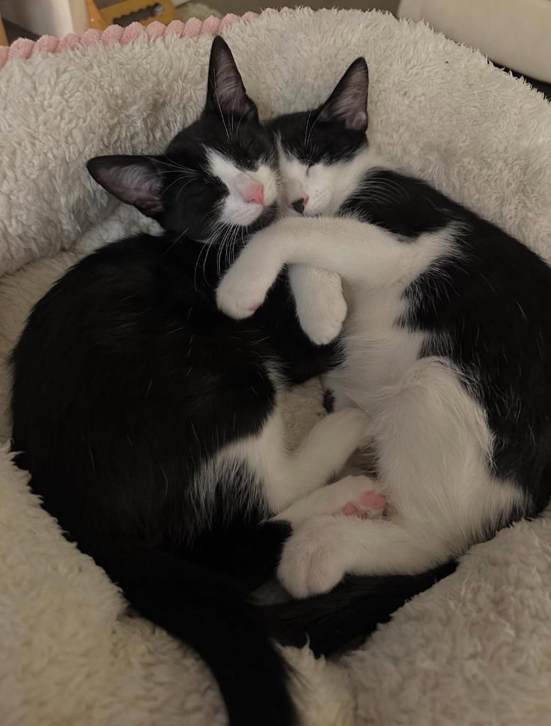 Franklin and Utica (meet us in the Cat Lounge!), Adoptable, Kitten Male Domestic Short Hair.