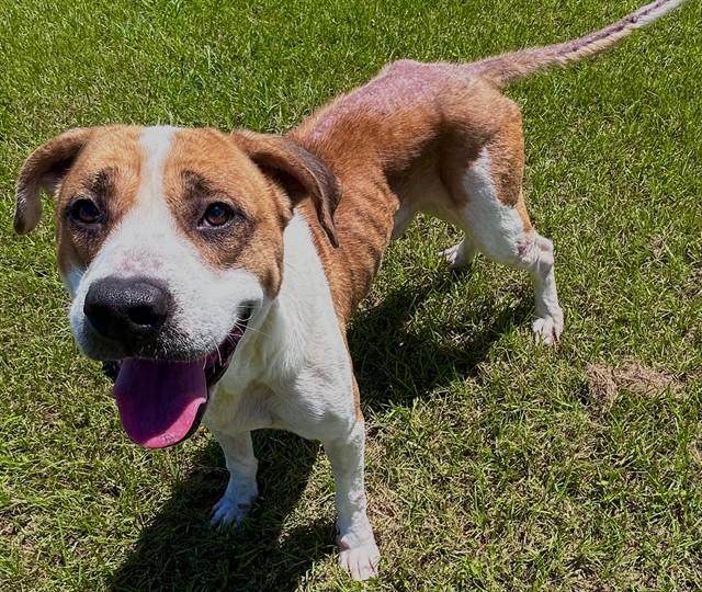 Enlarge LARRY, a Adoptable mixed breed in Appling, GA image 1/1