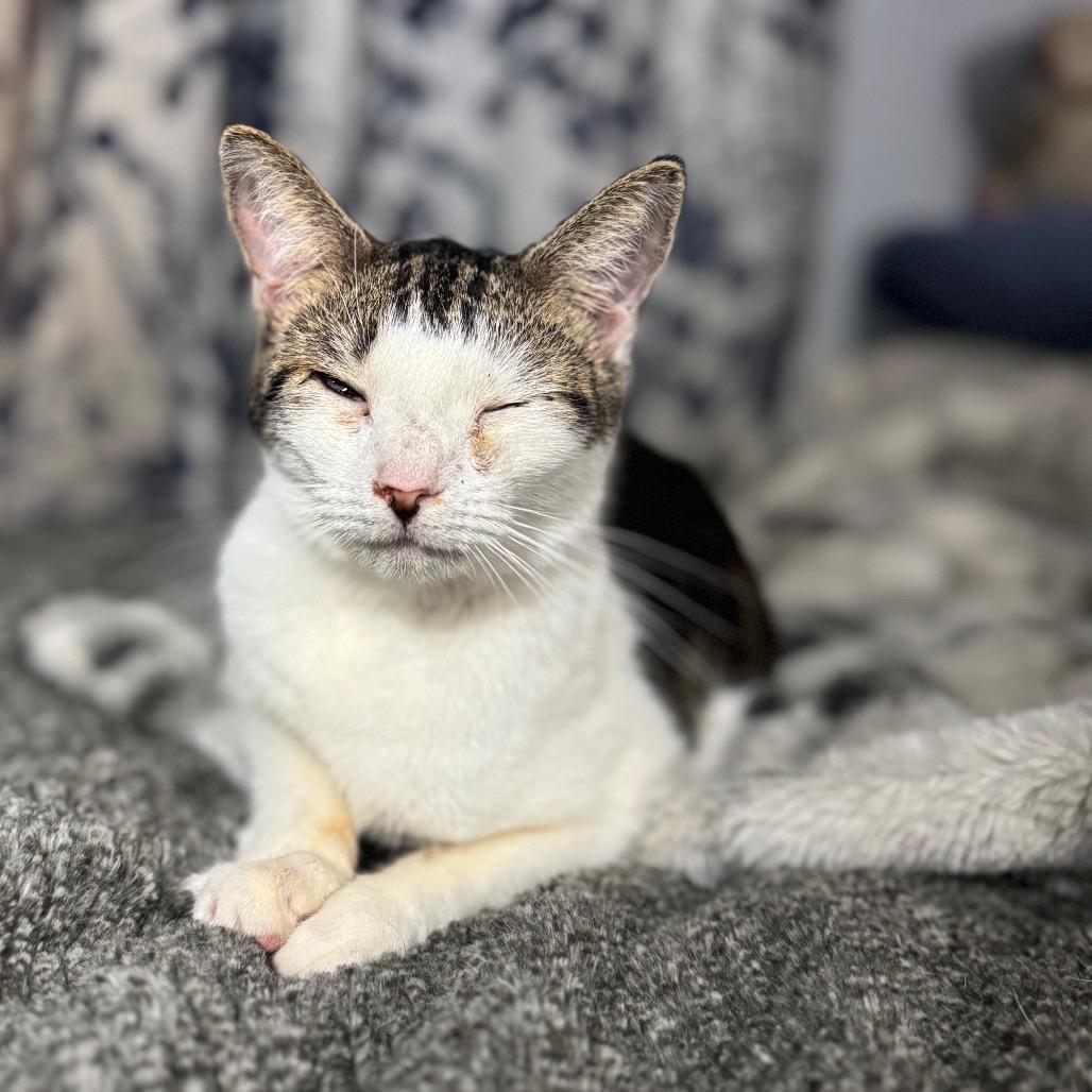 Enlarge Skunk, a Adoptable Domestic Short Hair in Port Richey, FL image 1/2