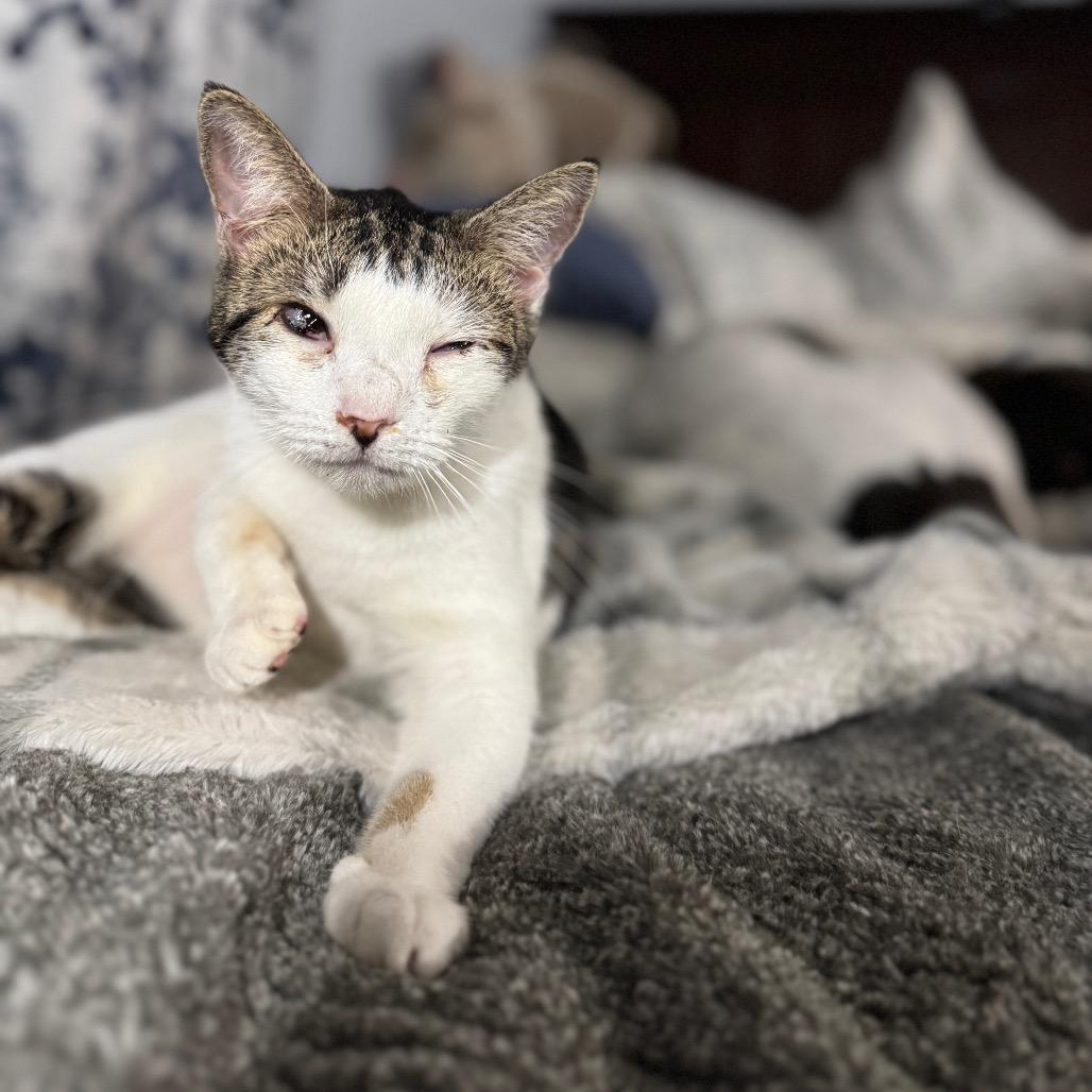 Enlarge Skunk, a Adoptable Domestic Short Hair in Port Richey, FL image 2/2