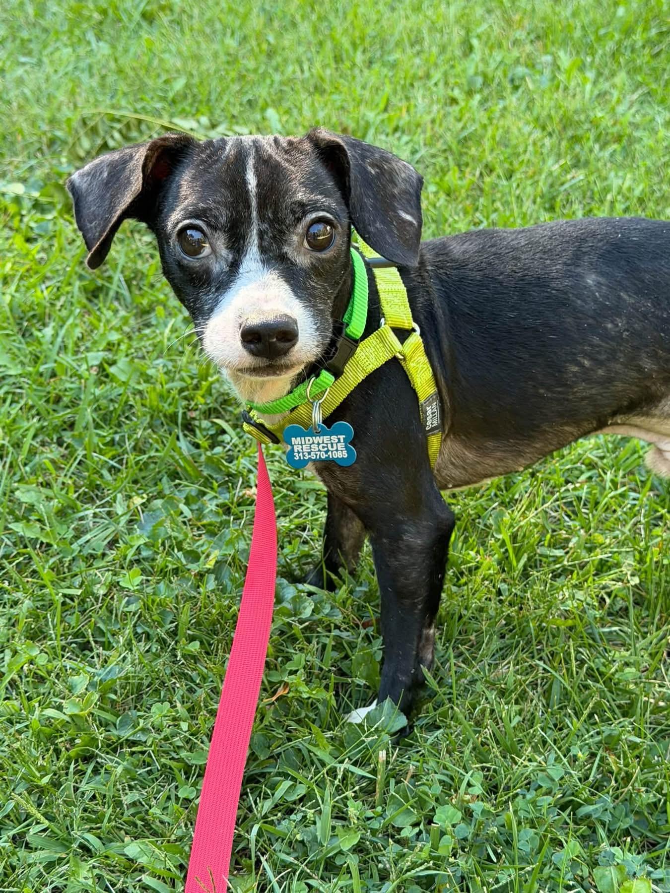Enlarge Cowboy, a Adoptable mixed breed in Grosse Pointe Park, MI image 1/4