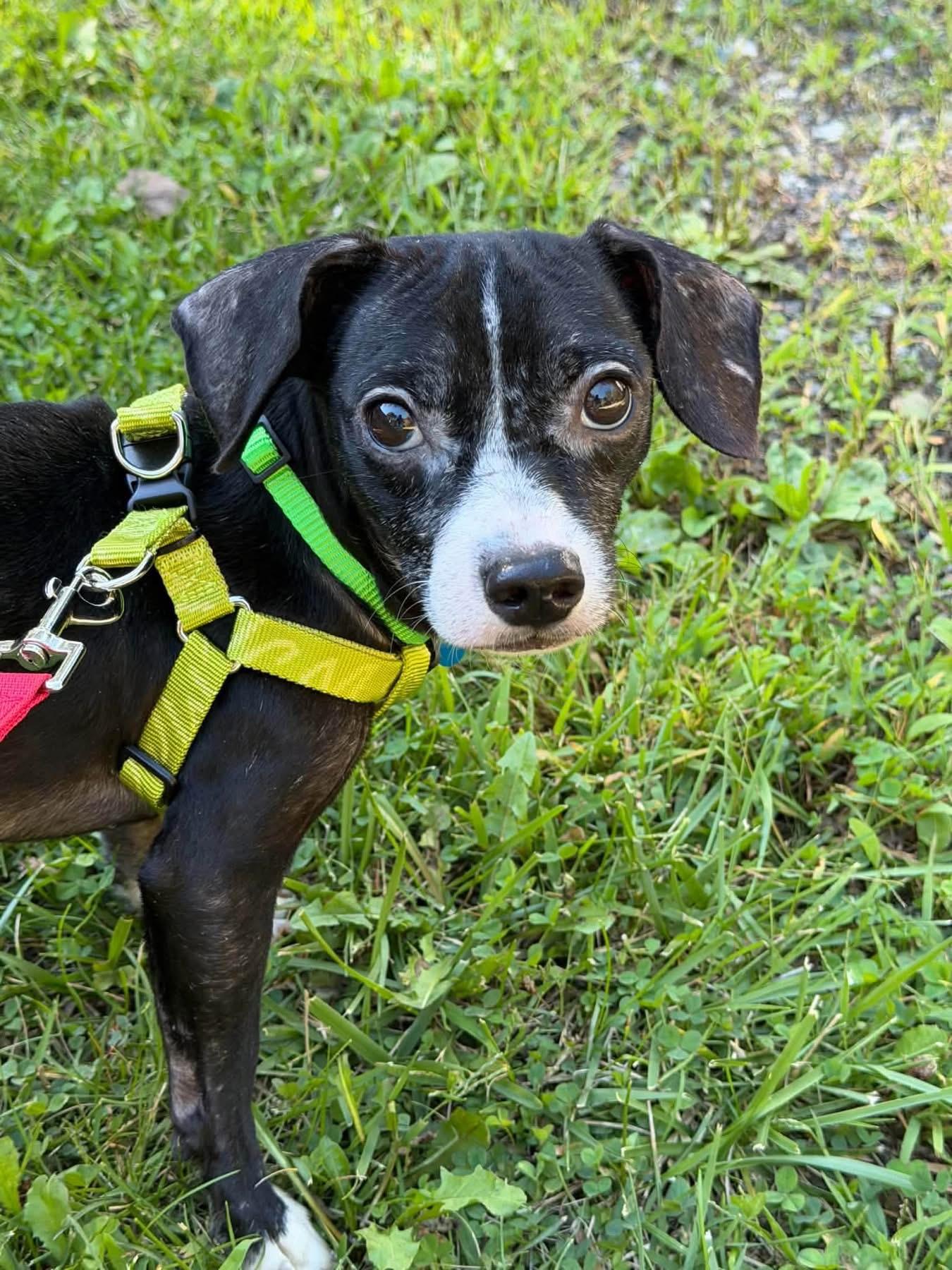 Enlarge Cowboy, a Adoptable mixed breed in Grosse Pointe Park, MI image 2/4
