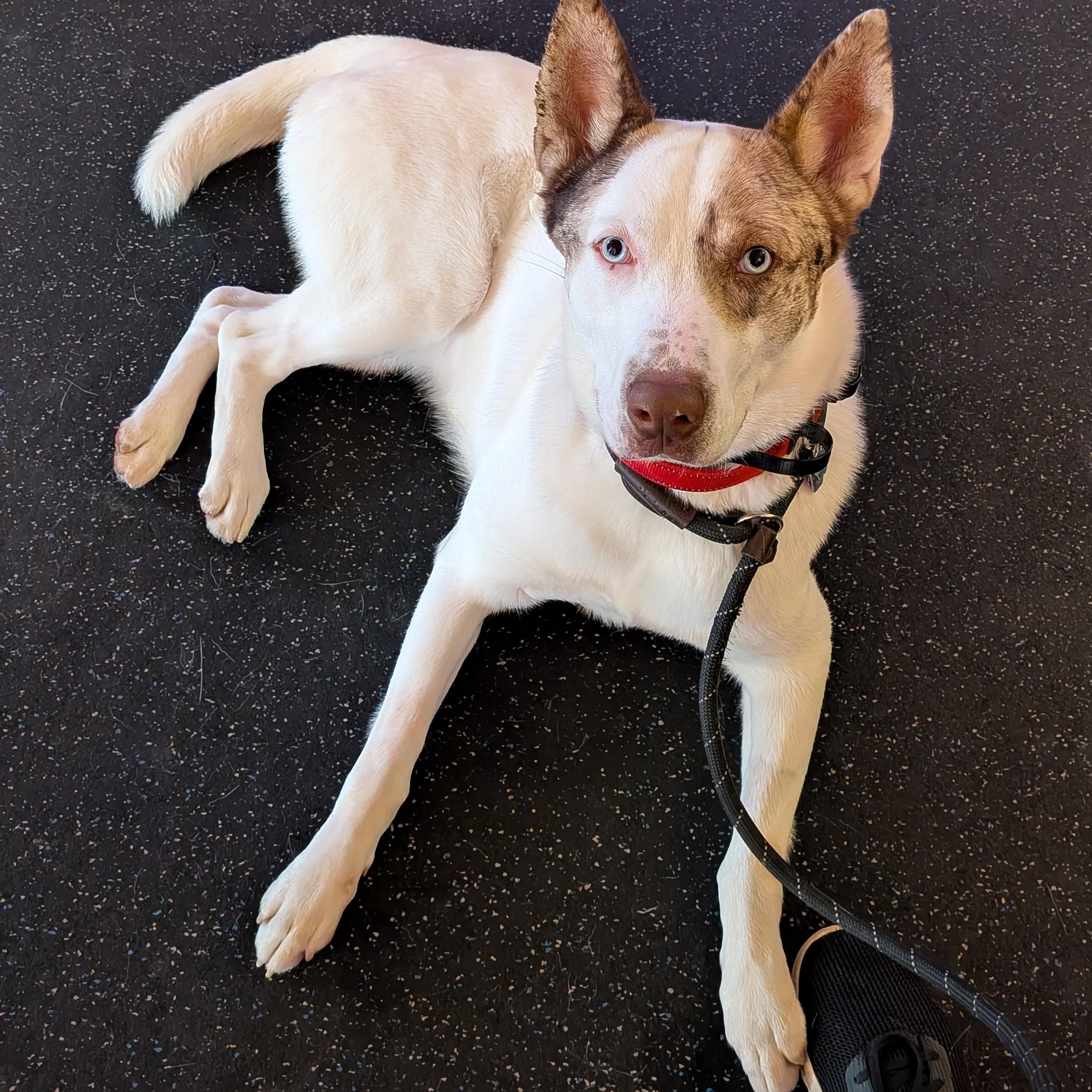 Enlarge Brooklyn, a ADOPTABLE mixed breed in Middlebury, CT image 4/4