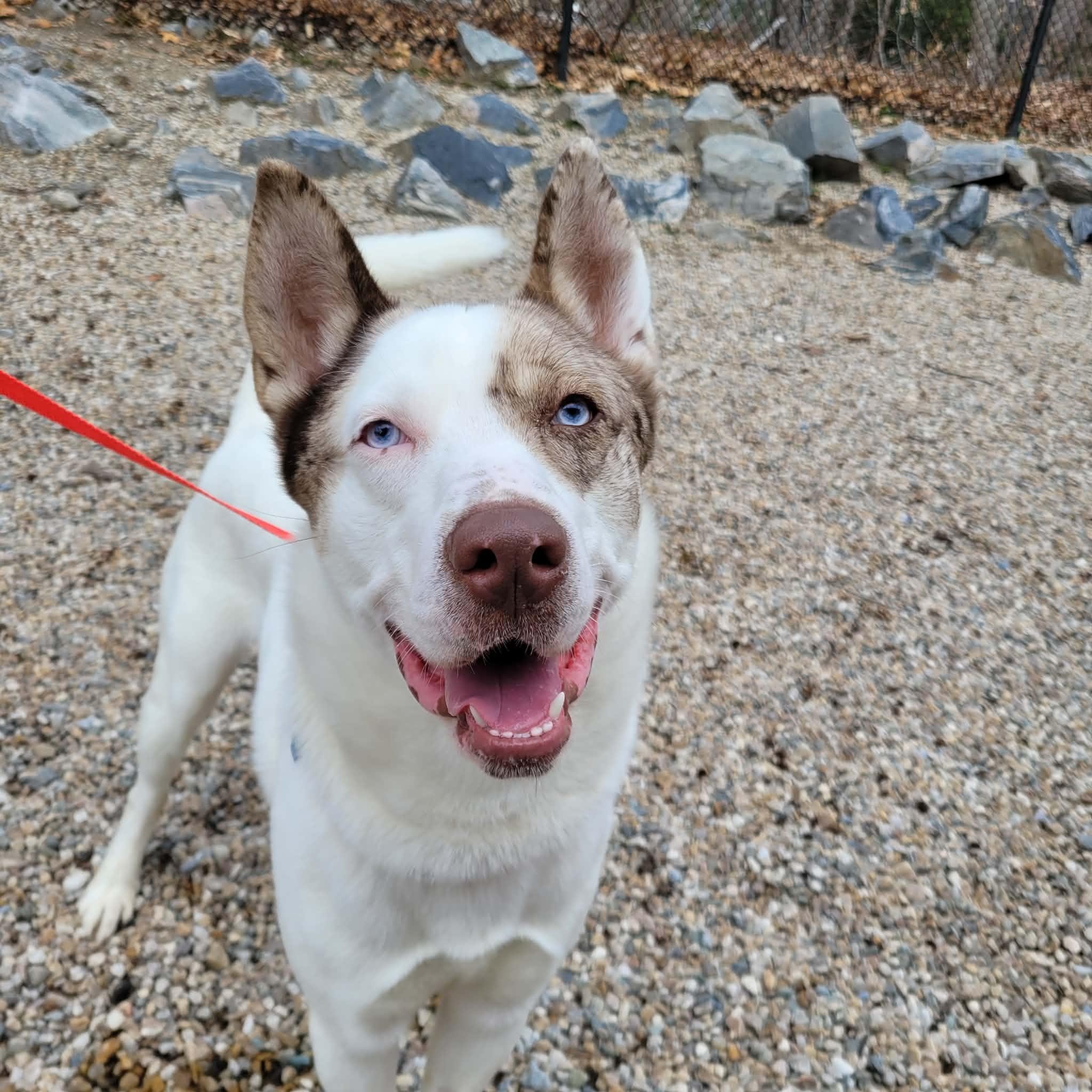 Enlarge Brooklyn, a ADOPTABLE mixed breed in Middlebury, CT image 2/4