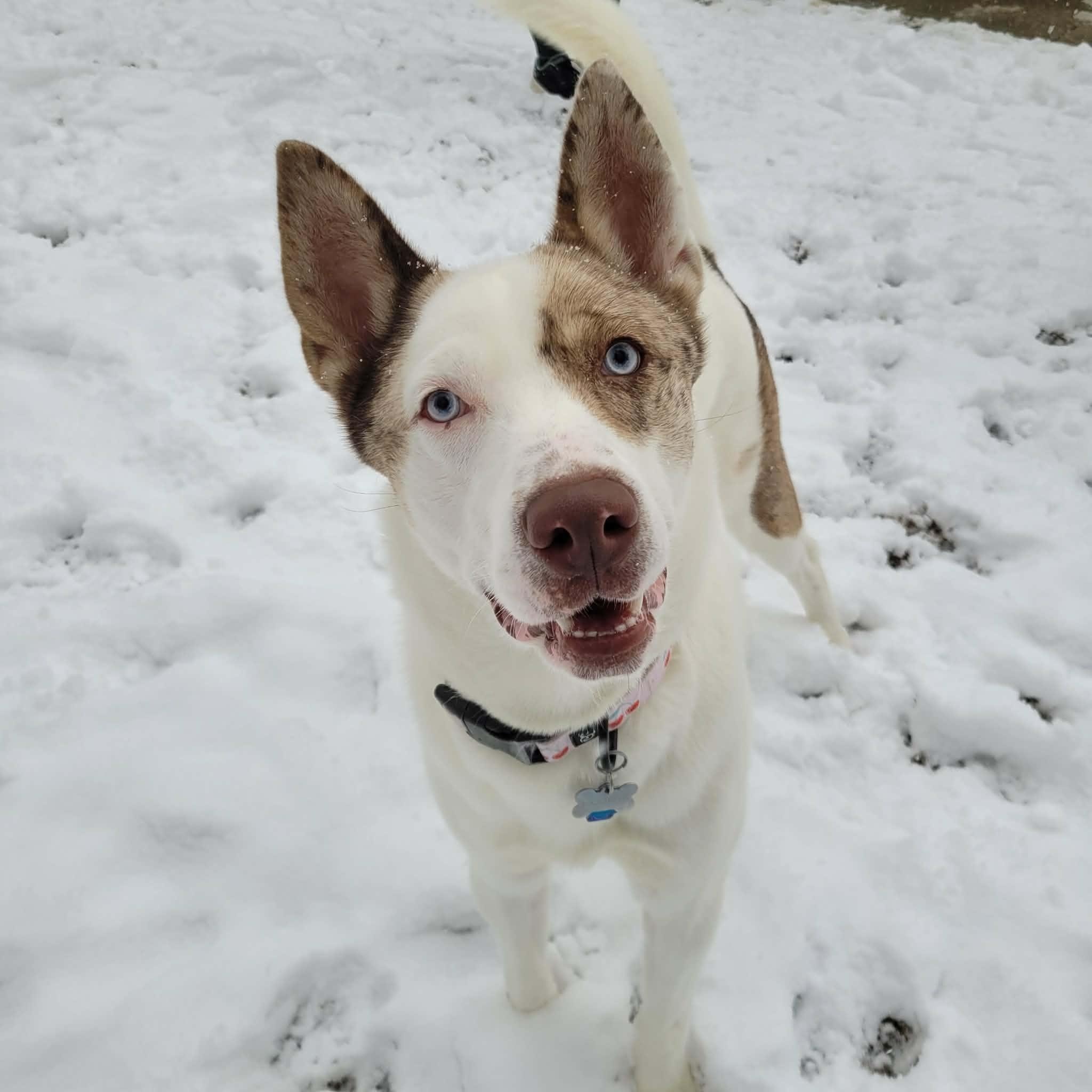 Enlarge Brooklyn, a ADOPTABLE mixed breed in Middlebury, CT image 1/4