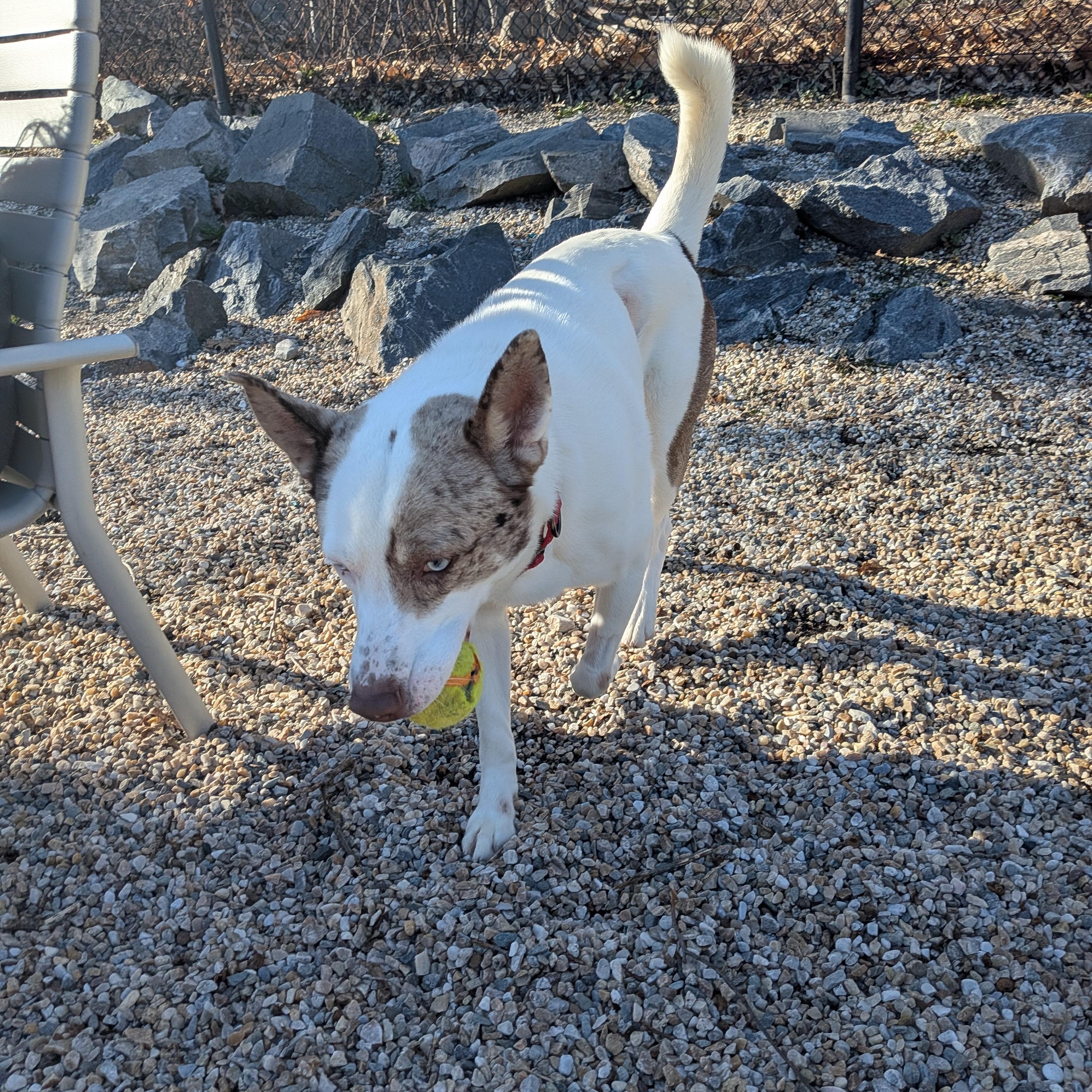 Enlarge Brooklyn, a ADOPTABLE mixed breed in Middlebury, CT image 3/4