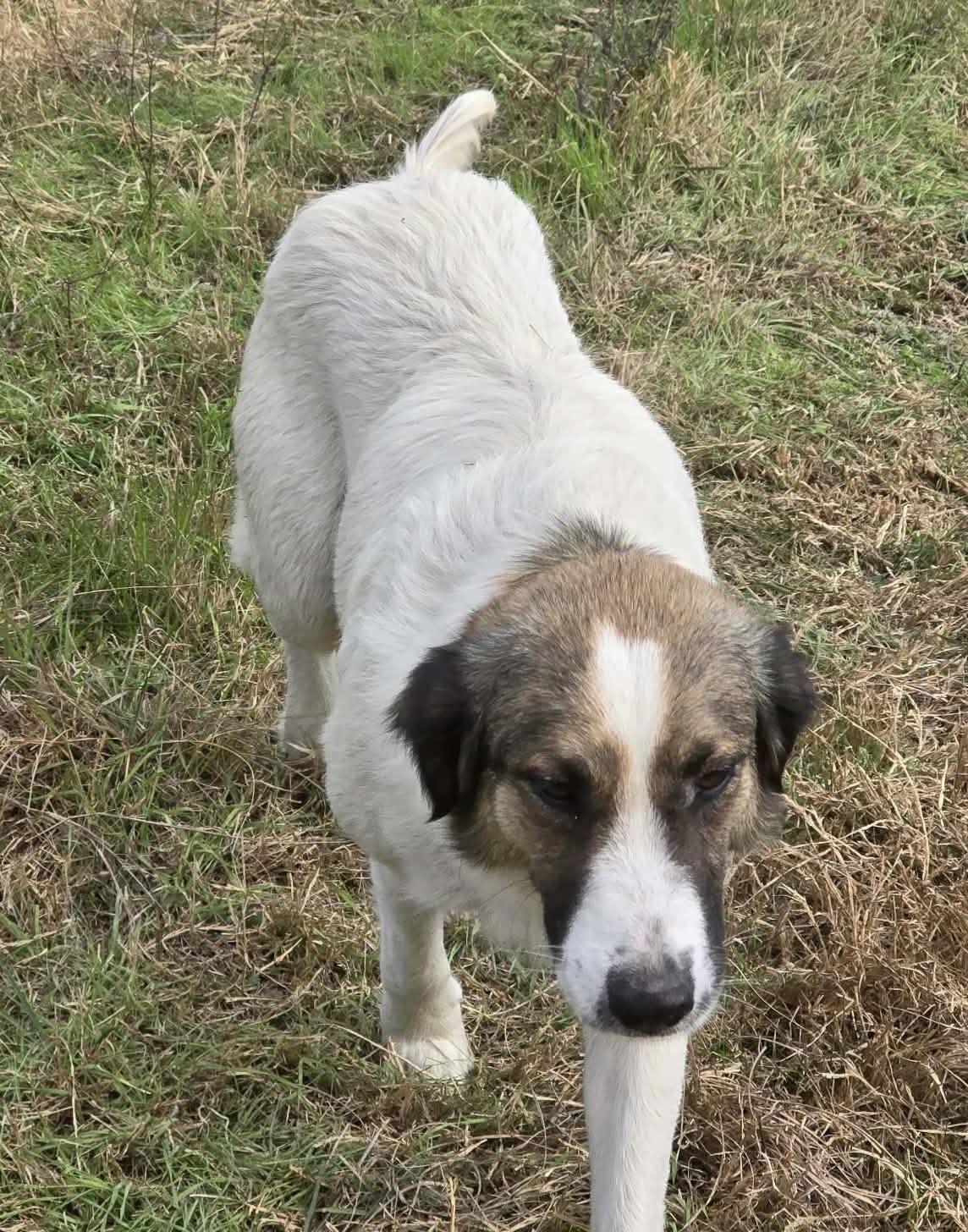 Enlarge Geneva, a ADOPTABLE mixed breed in Argyle, TX image 3/5