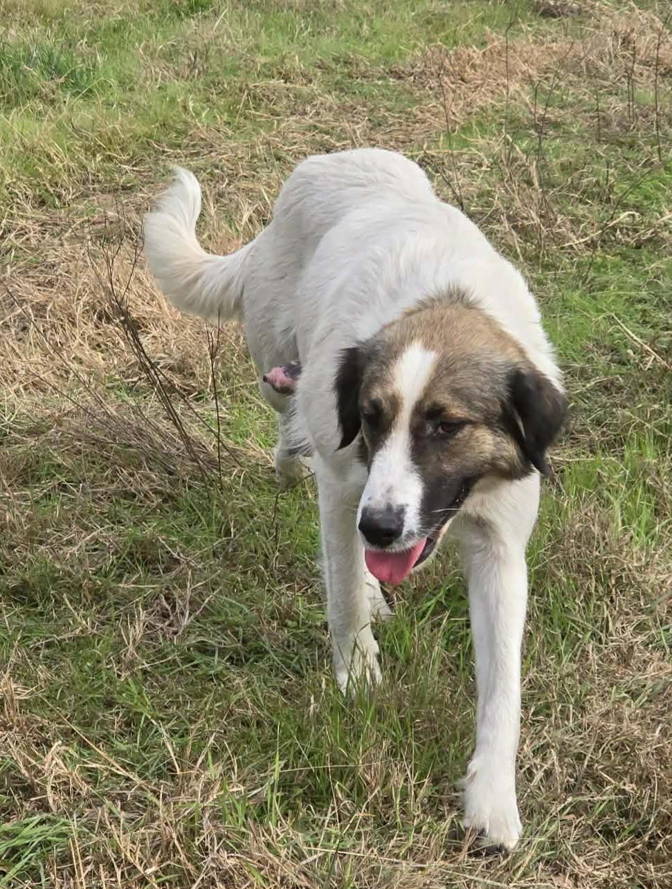 Enlarge Geneva, a ADOPTABLE mixed breed in Argyle, TX image 4/5