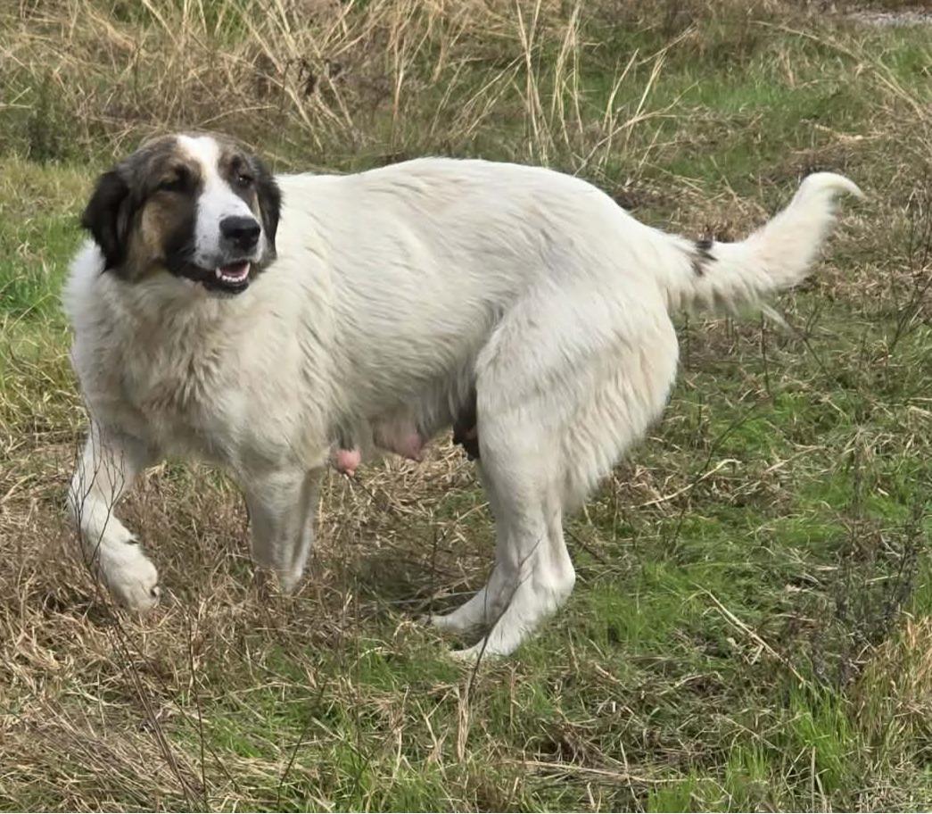Enlarge Geneva, a ADOPTABLE mixed breed in Argyle, TX image 2/5