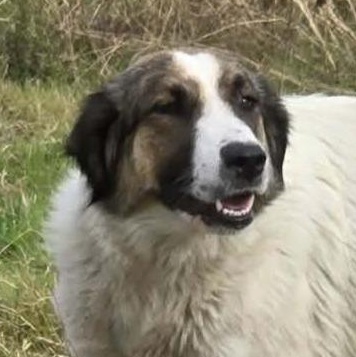 Geneva, ADOPTABLE, Adult Female Australian Cattle Dog / Blue Heeler & Anatolian Shepherd.