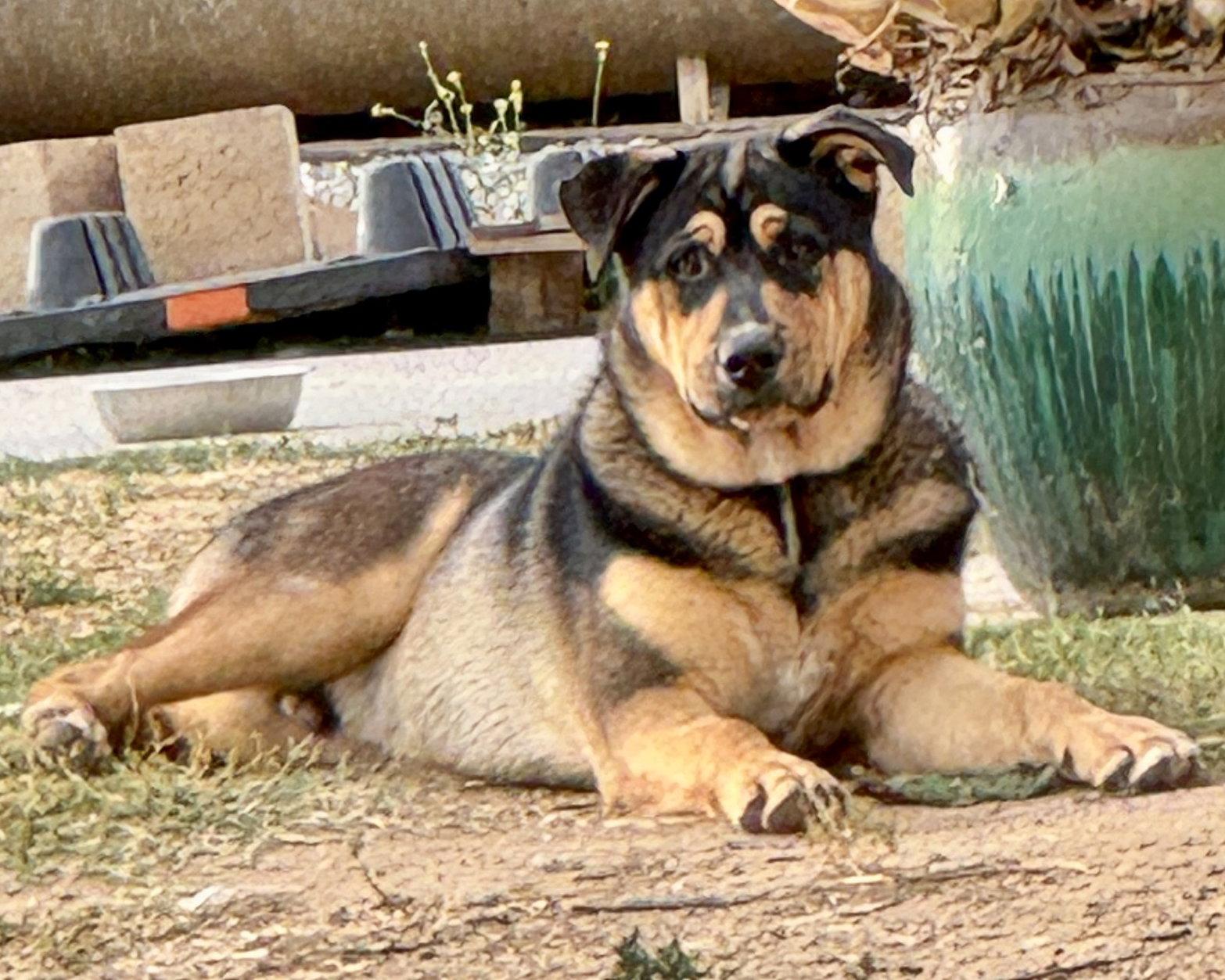 Enlarge Neville, a Adopted mixed breed in Corona, CA image 1/3