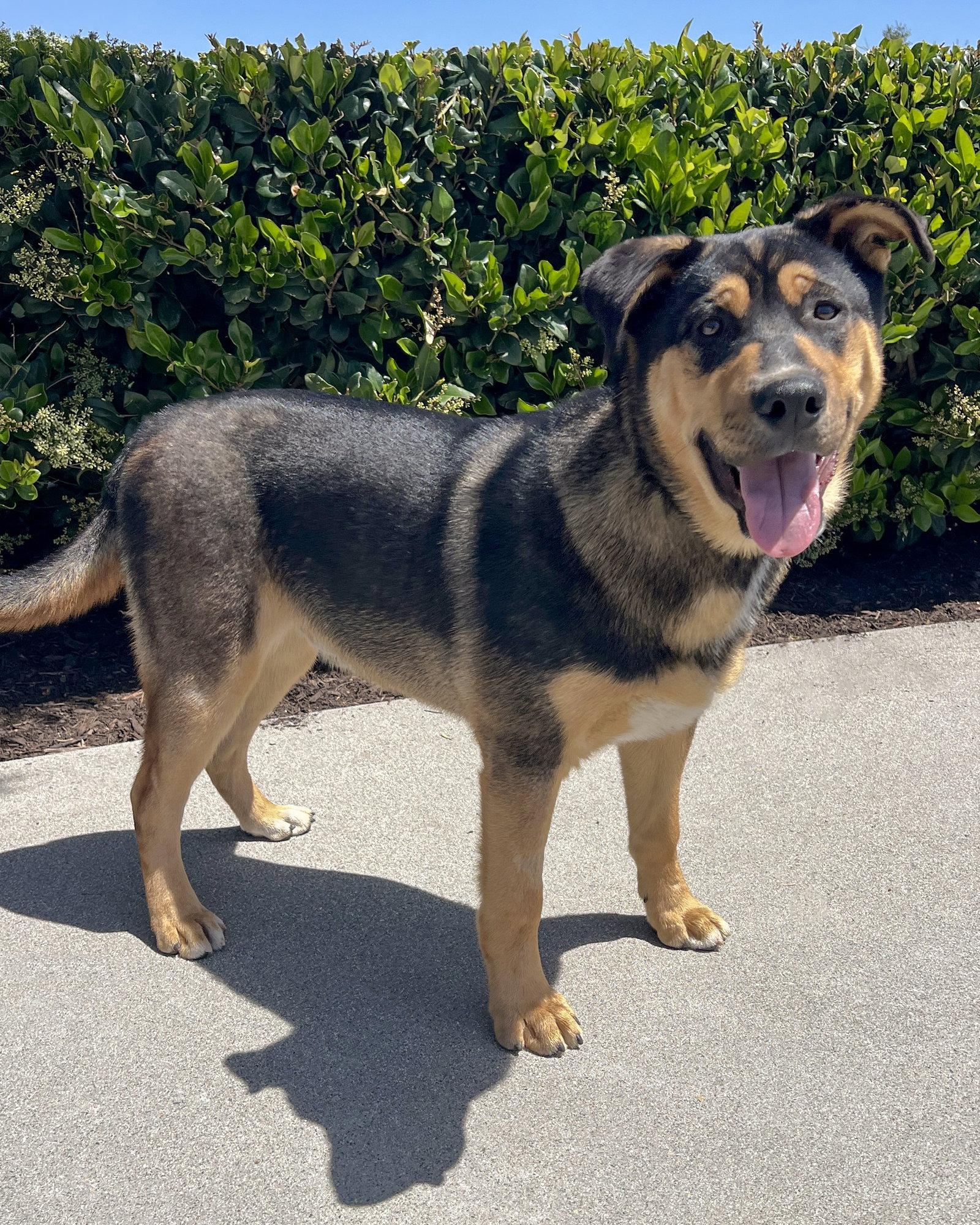 Enlarge Neville, a Adopted mixed breed in Corona, CA image 2/3