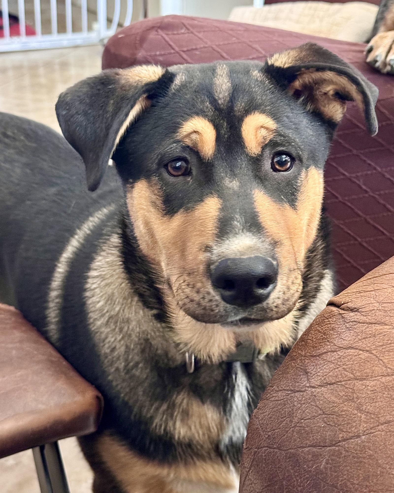 Enlarge Neville, a Adopted mixed breed in Corona, CA image 3/3