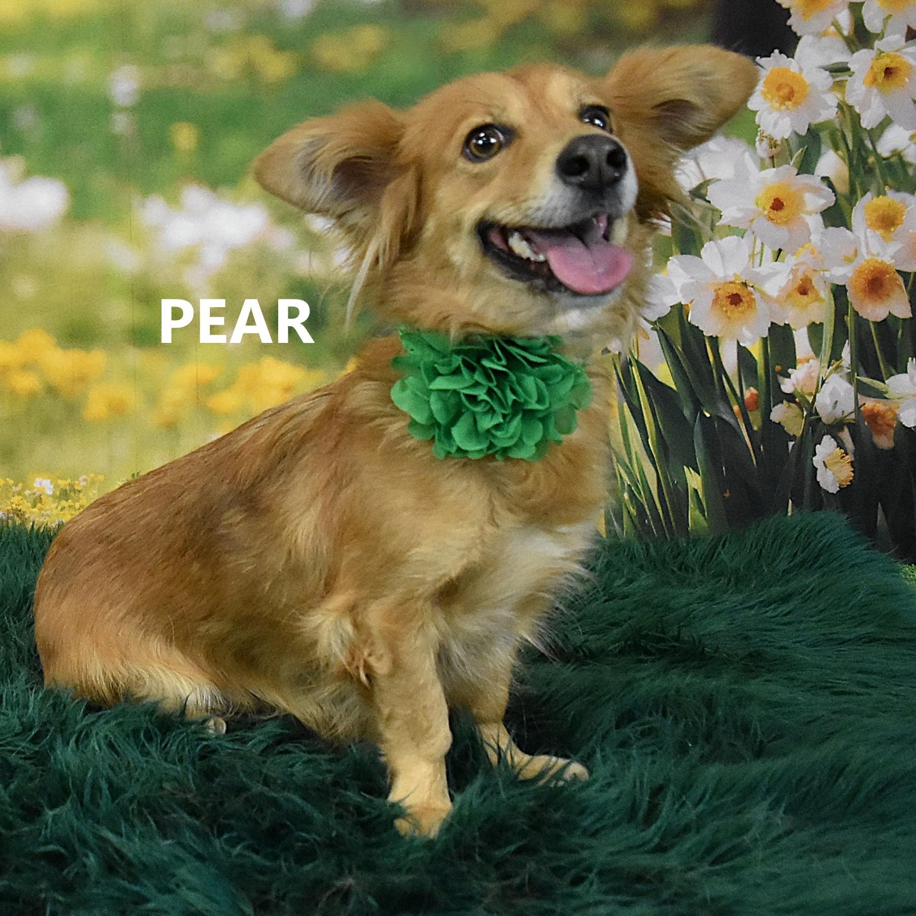 Enlarge PEARL , a ADOPTABLE Cardigan Welsh Corgi in Marana, AZ image 2/2