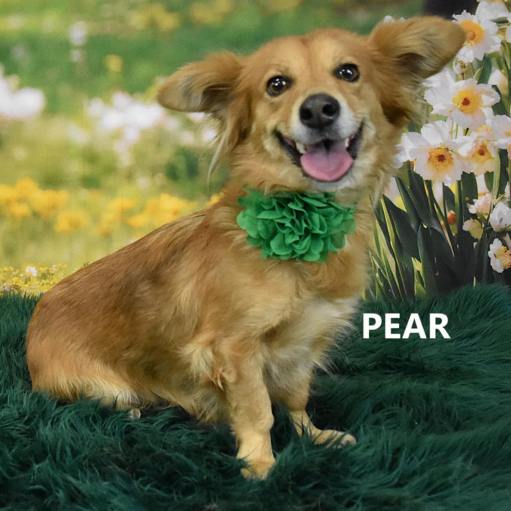 PEARL , ADOPTABLE, Adult Female Cardigan Welsh Corgi.