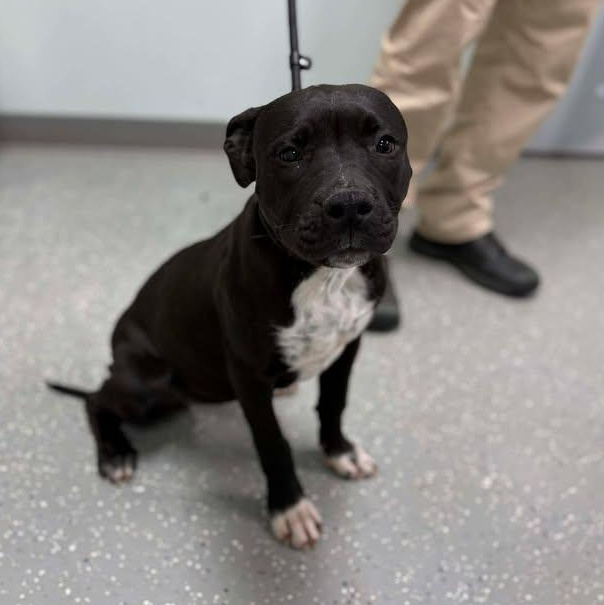 Enlarge Clarice, an adopted mixed breed in Bardstown, KY image 1/5