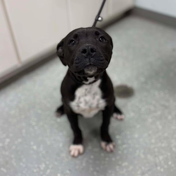 Enlarge Clarice, an adopted mixed breed in Bardstown, KY image 2/5