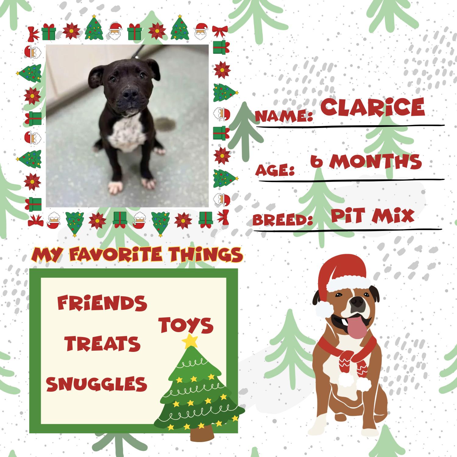 Enlarge Clarice, an adopted mixed breed in Bardstown, KY image 3/5