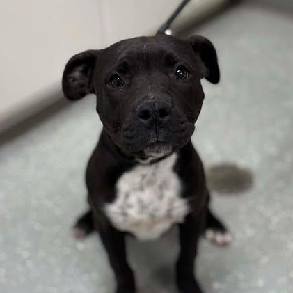 Enlarge Clarice, an adopted mixed breed in Bardstown, KY image 4/5