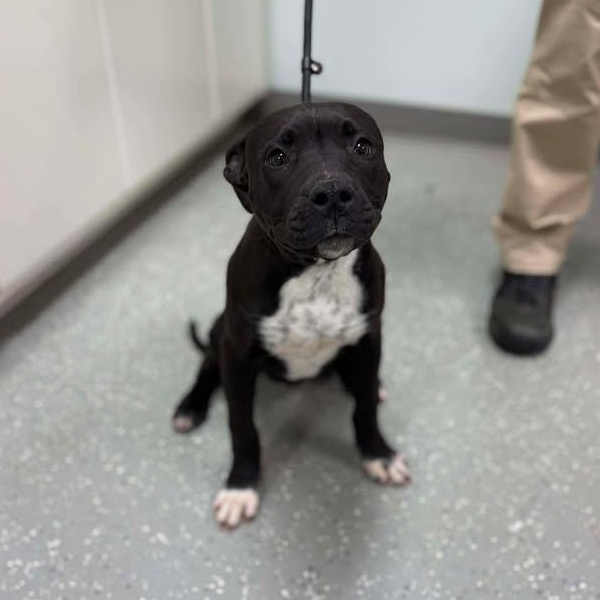 Enlarge Clarice, an adopted mixed breed in Bardstown, KY image 5/5