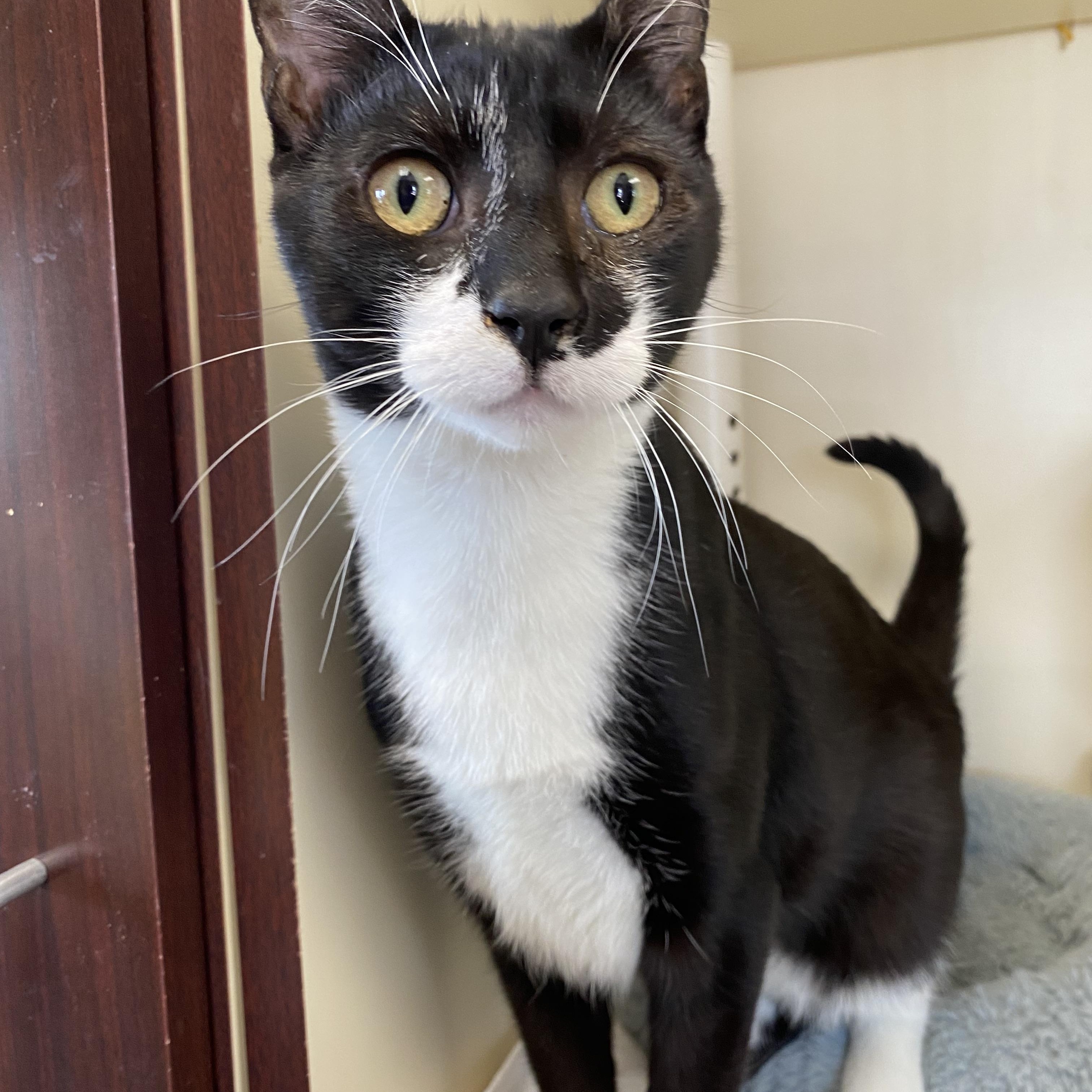 Enlarge Santana, a ADOPTABLE Domestic Short Hair in Somerset, NJ image 4/4