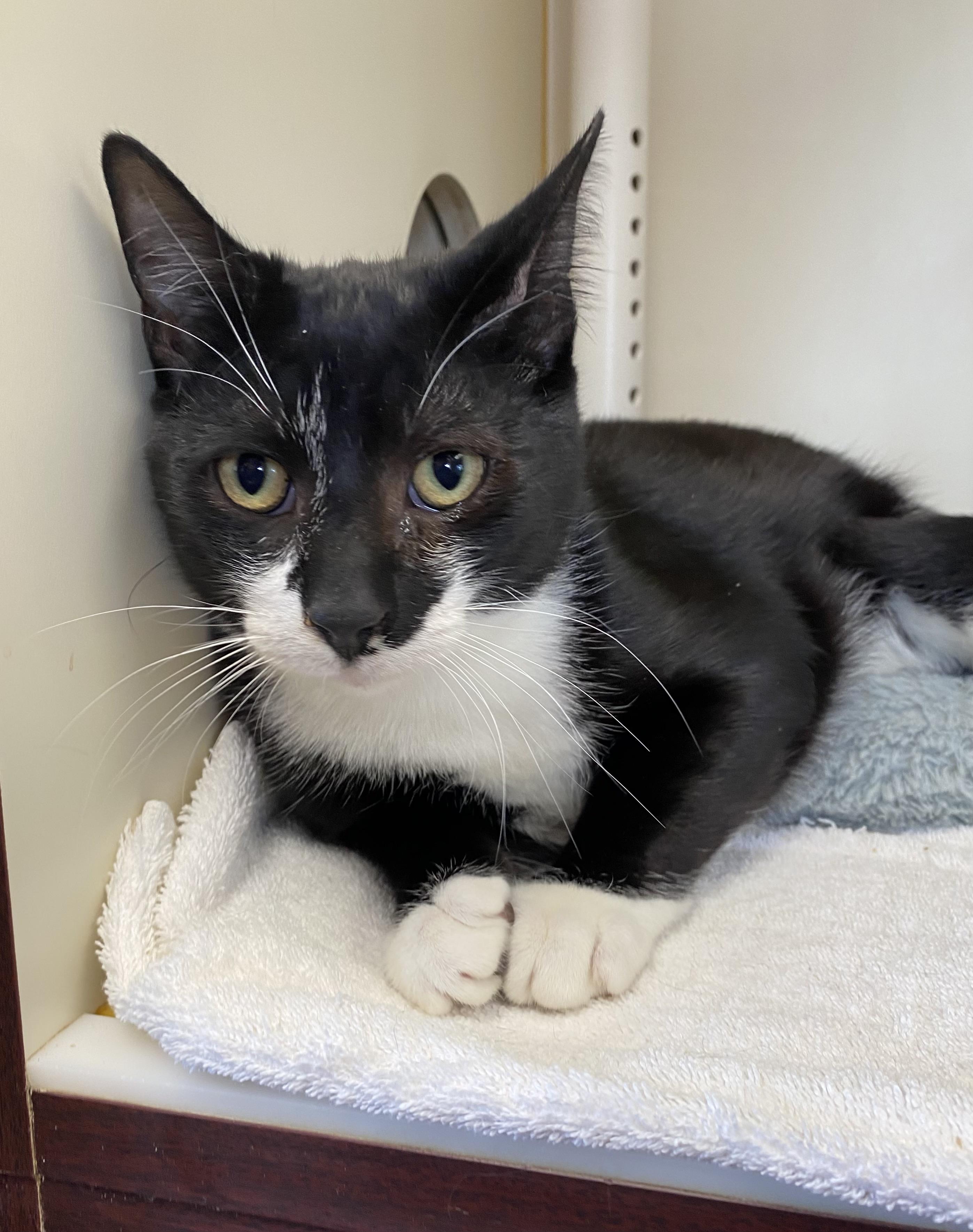 Enlarge Santana, a ADOPTABLE Domestic Short Hair in Somerset, NJ image 2/4