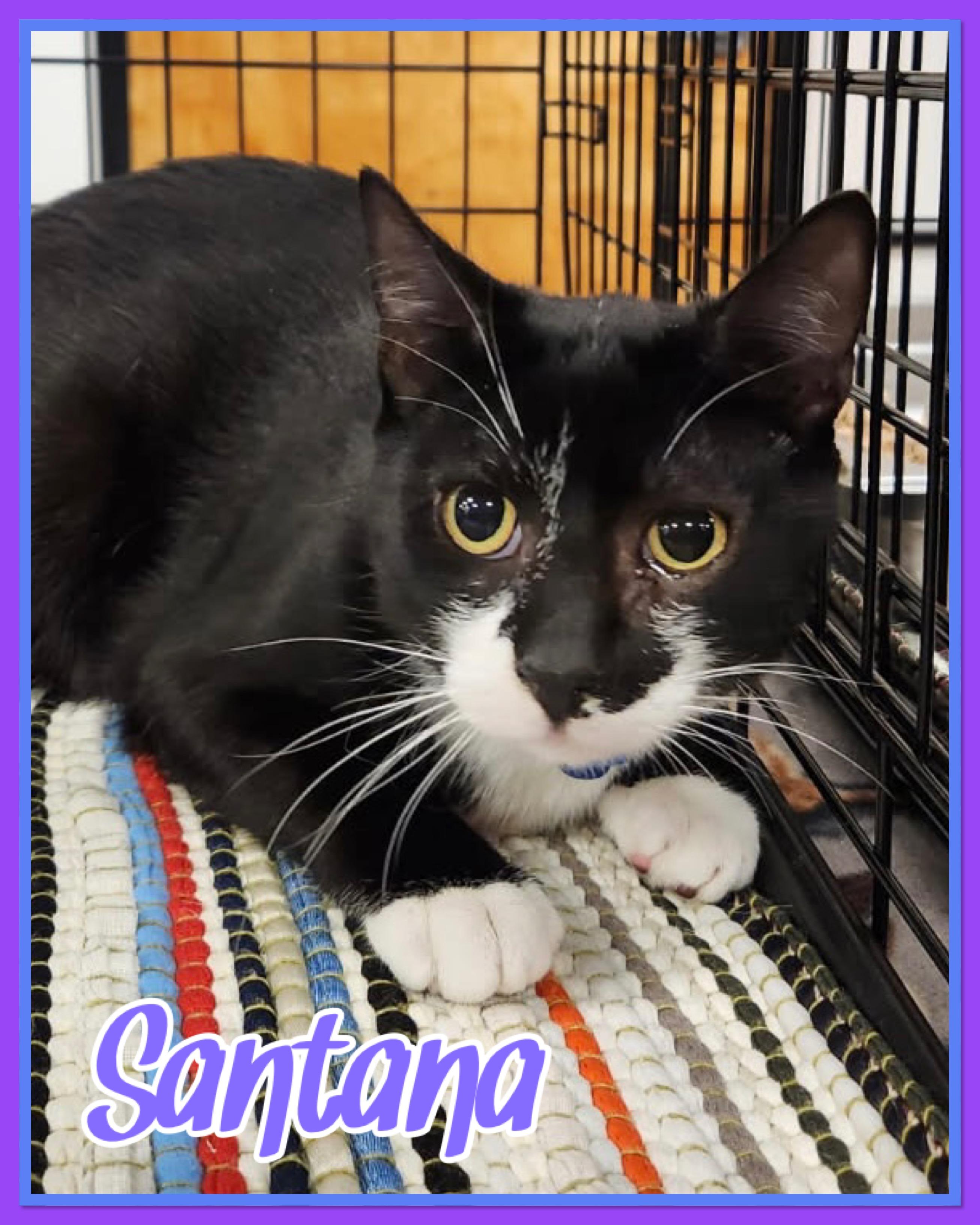 Santana, ADOPTABLE, Young Male Domestic Short Hair.