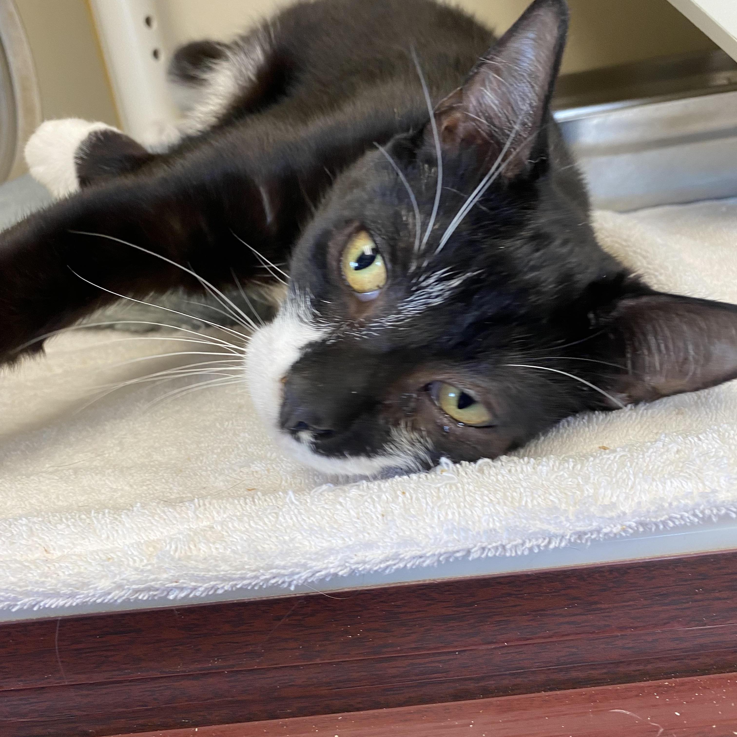 Enlarge Santana, a ADOPTABLE Domestic Short Hair in Somerset, NJ image 3/4