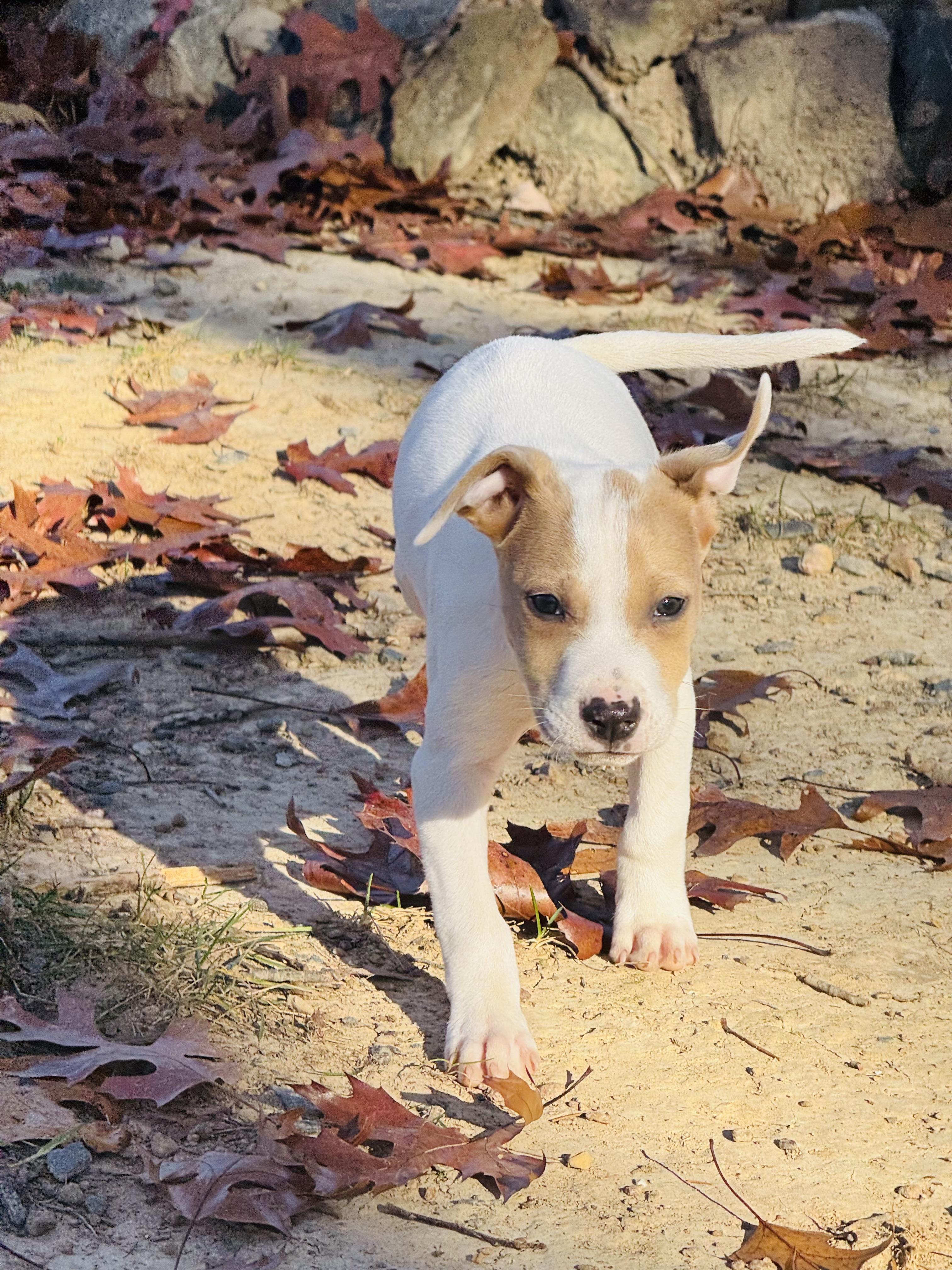 Kevin, Adoptable, Puppy Male Labrador Retriever.