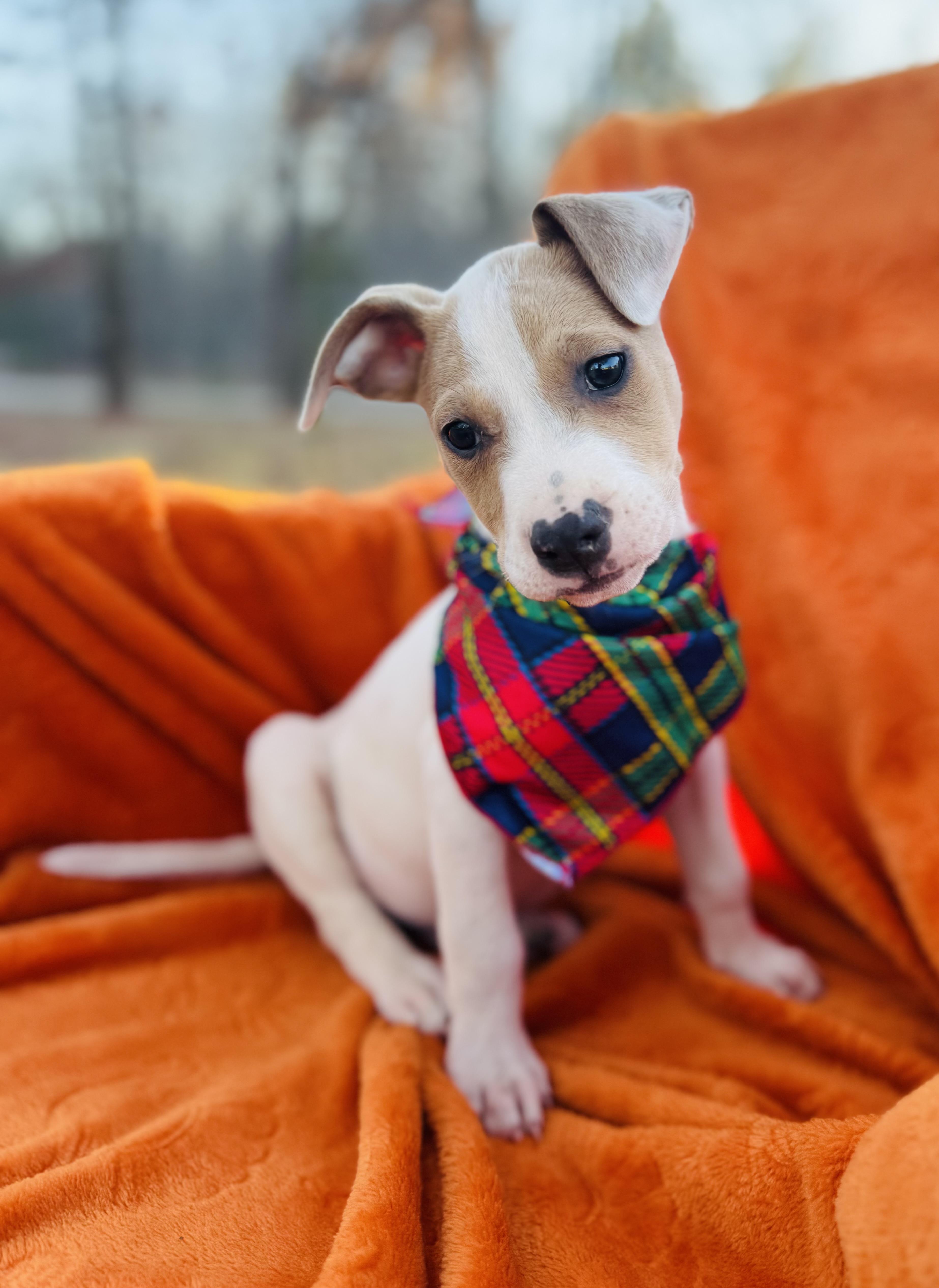 Enlarge Kevin, a other mixed breed in Albemarle, NC image 2/2