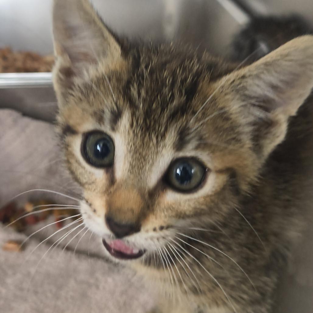 Six-Seven, Adoptable, Kitten Female Domestic Short Hair.