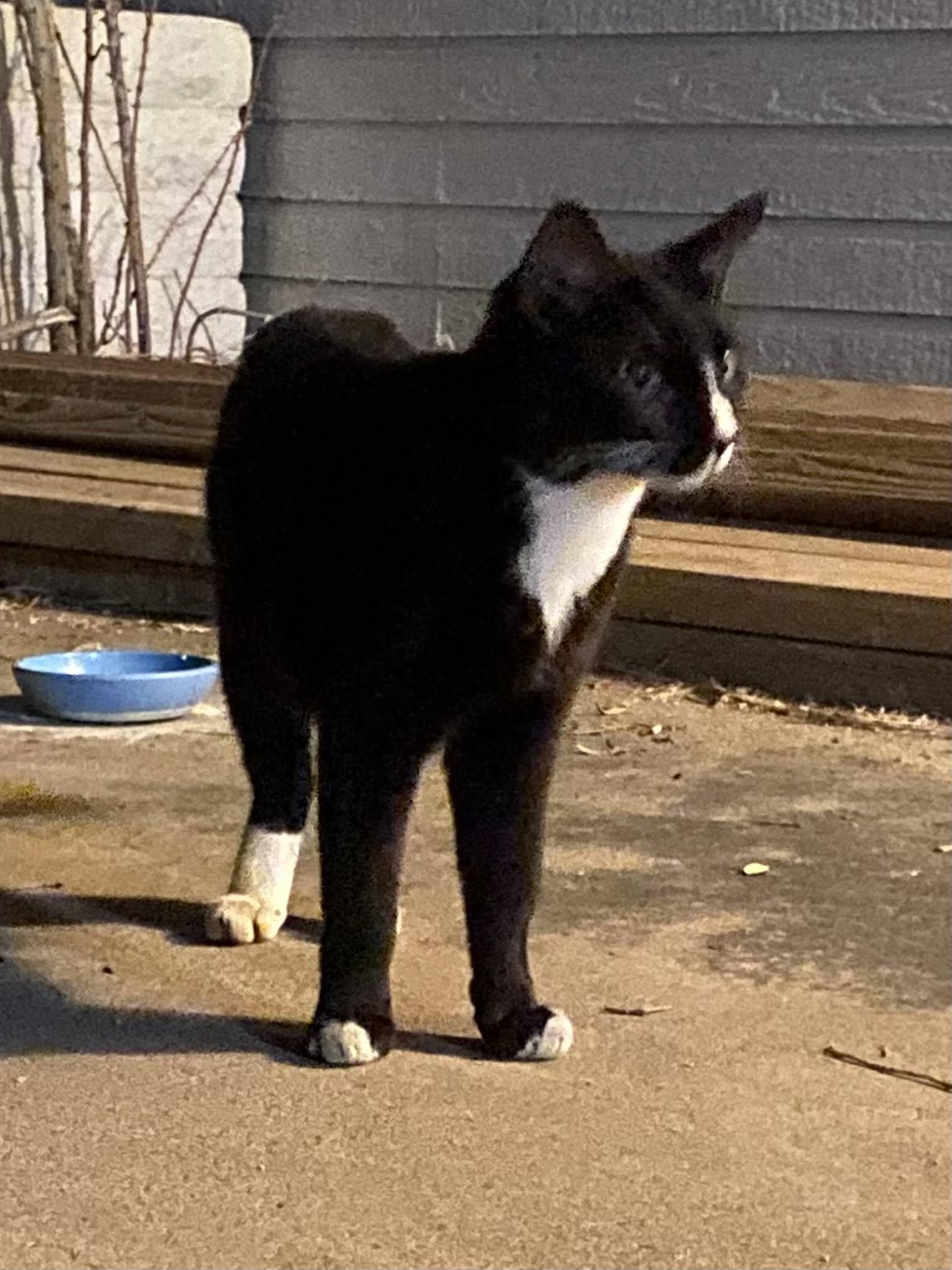 Enlarge Billie Jean, a ADOPTABLE Domestic Short Hair in Queen Creek, AZ image 3/4