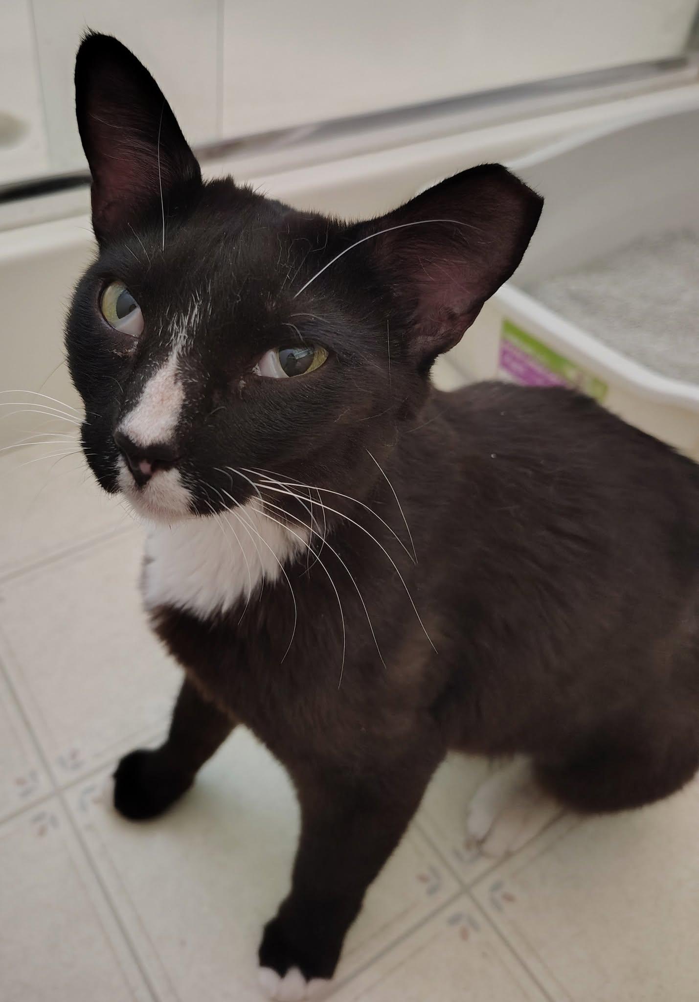 Enlarge Billie Jean, a ADOPTABLE Domestic Short Hair in Queen Creek, AZ image 2/4