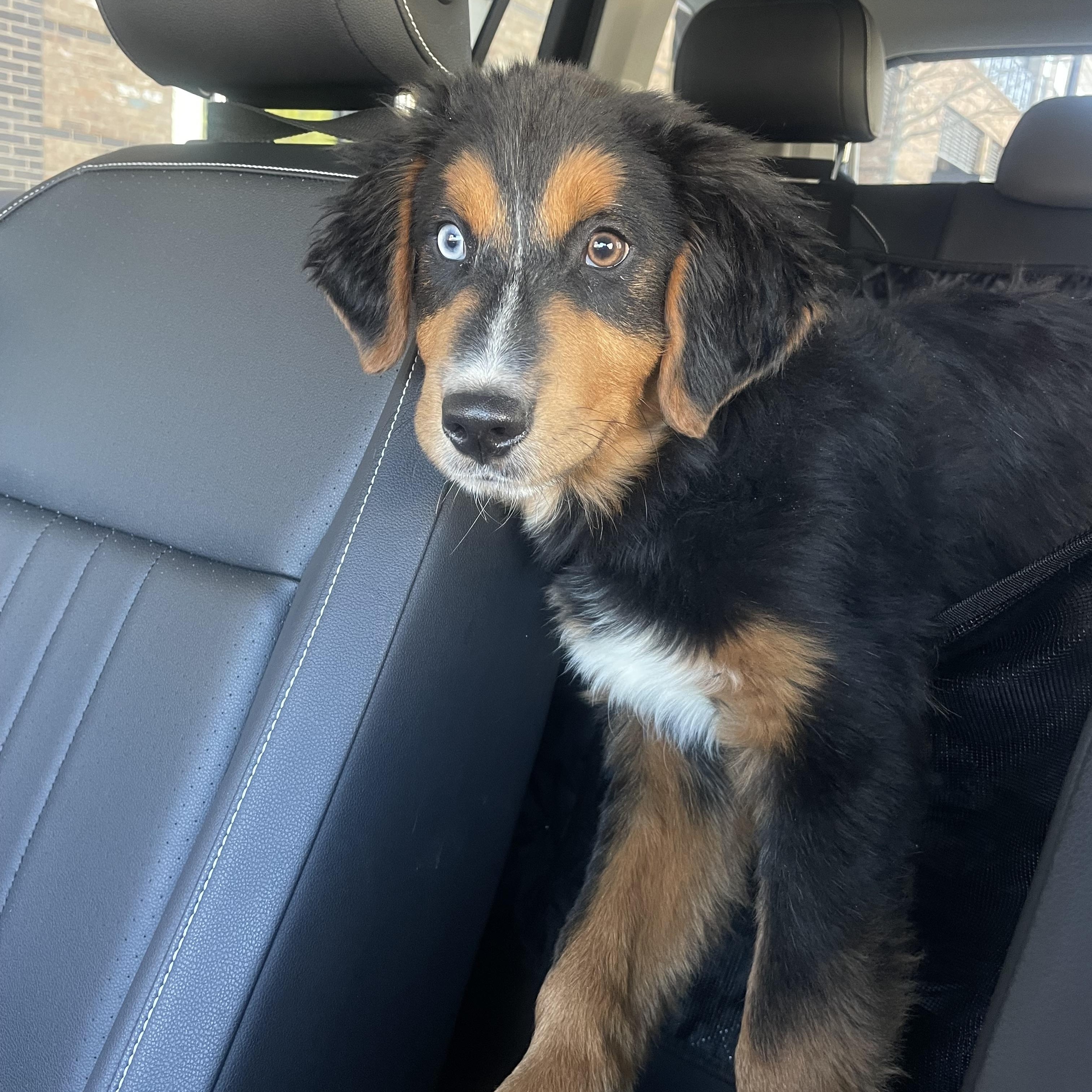 Enlarge Seamus , an adopted mixed breed in Charlotte, NC image 3/4