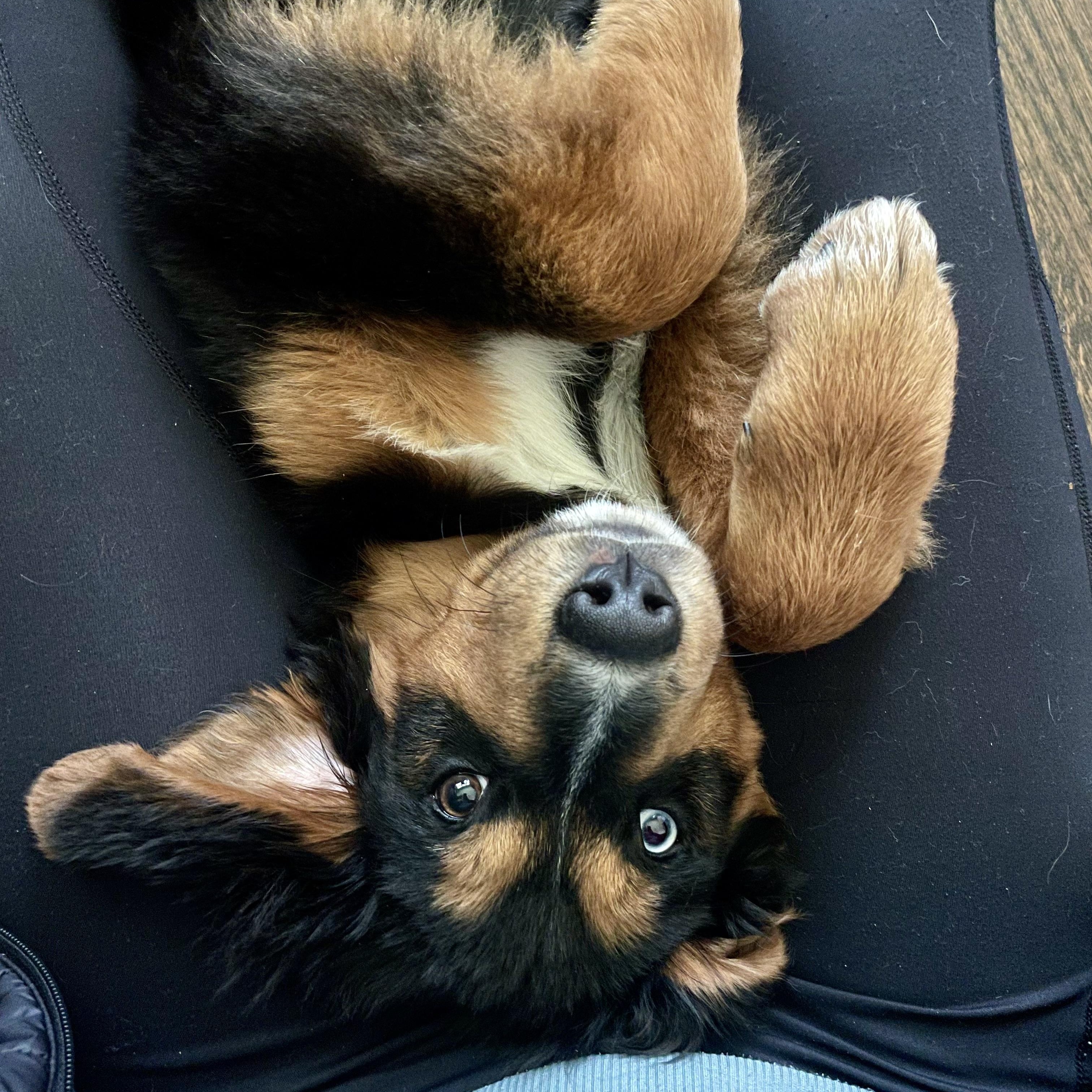 Enlarge Seamus , an adopted mixed breed in Charlotte, NC image 2/4