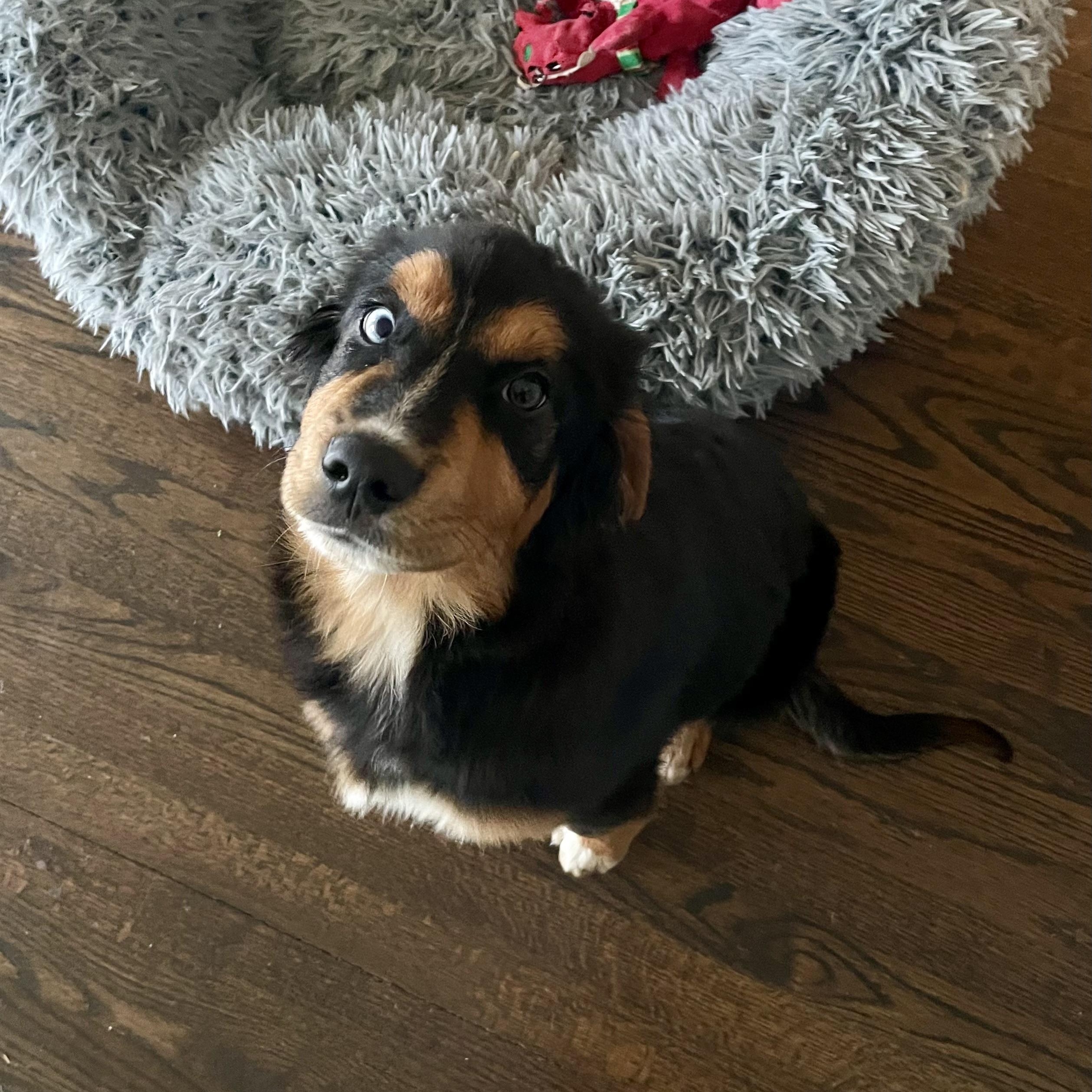 Enlarge Seamus , an adopted mixed breed in Charlotte, NC image 4/4